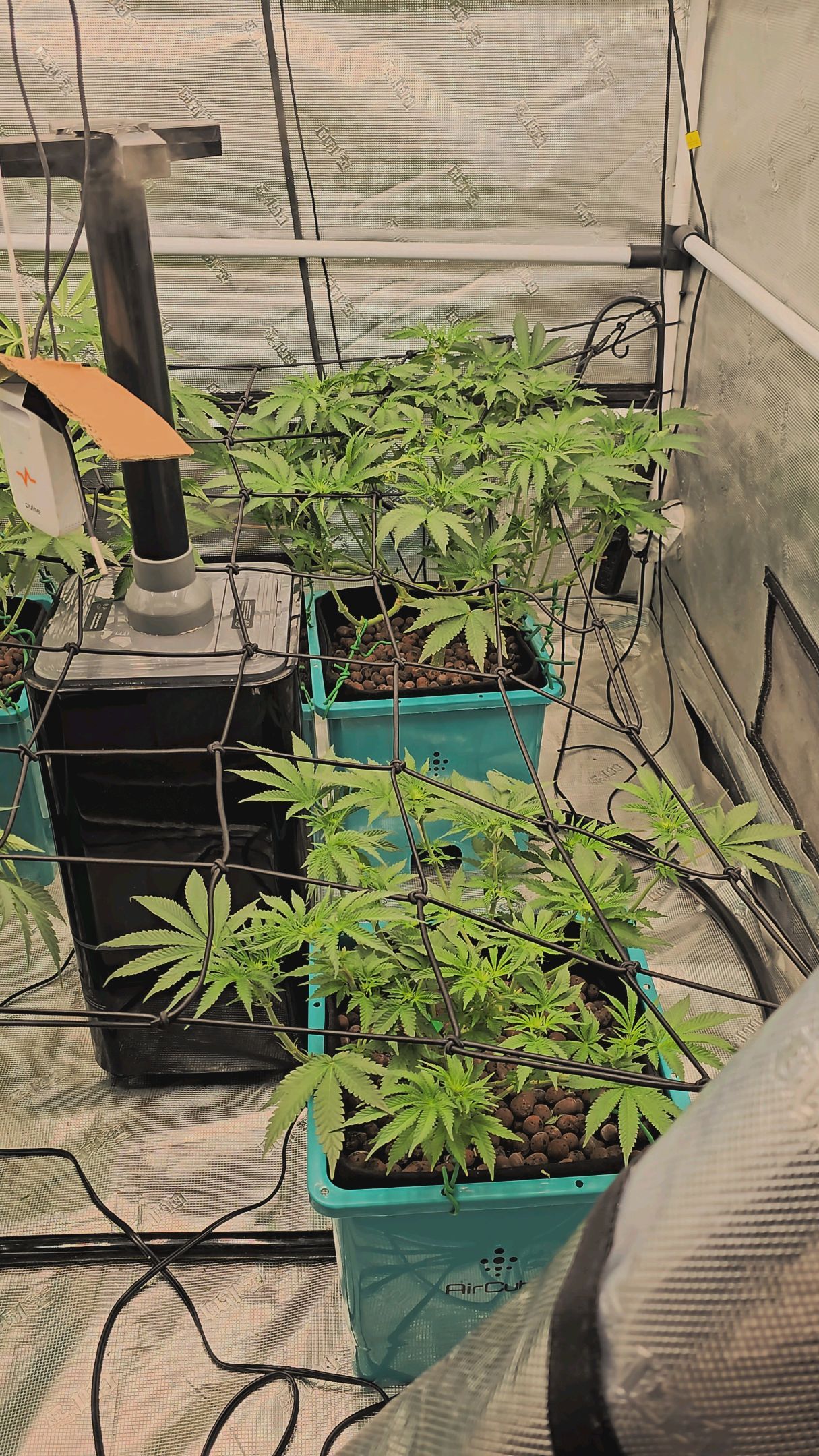 Ricky Bobby #2 (LIT) growlog photo 164