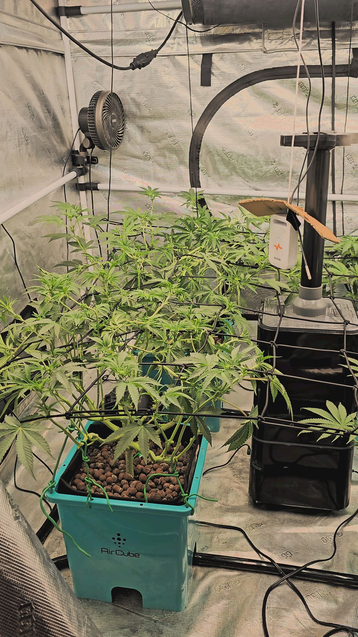 Ricky Bobby #2 (LIT) growlog photo 166