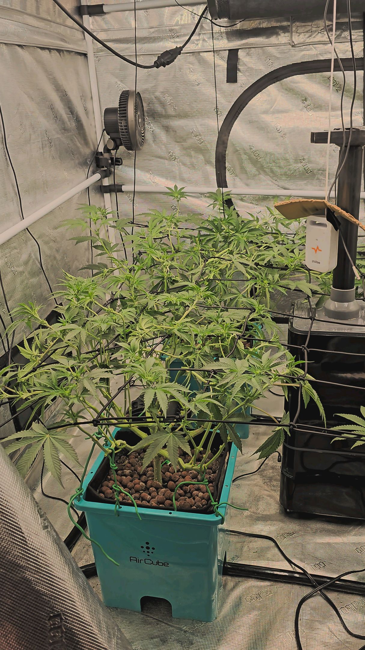 Ricky Bobby #2 (LIT) growlog photo 170