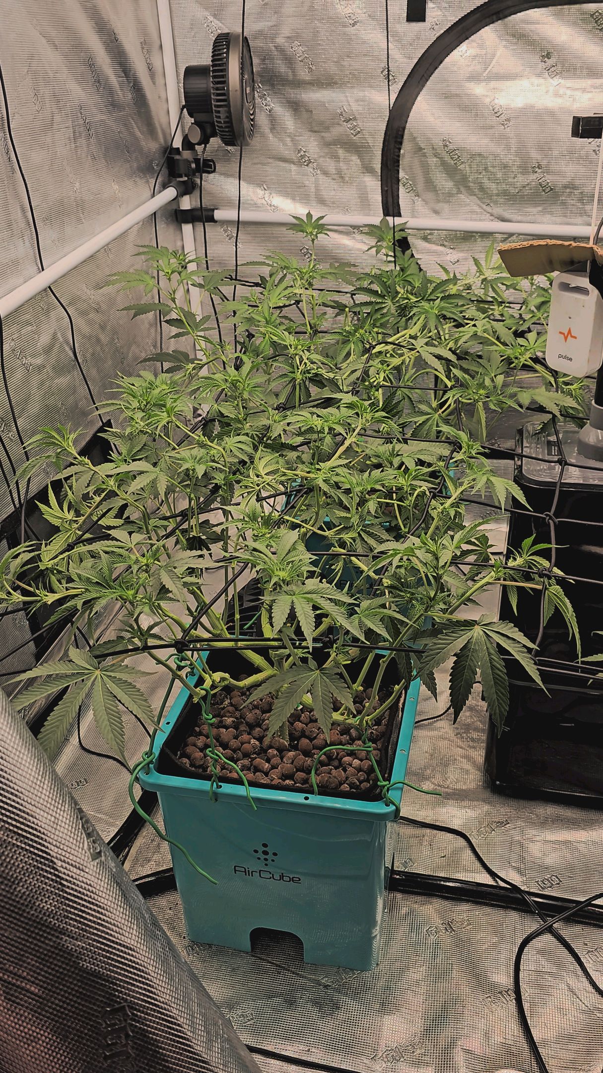 Ricky Bobby #2 (LIT) growlog photo 175