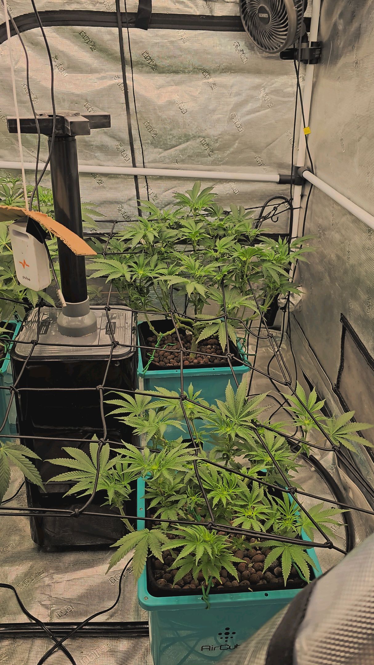 Ricky Bobby #2 (LIT) growlog photo 176