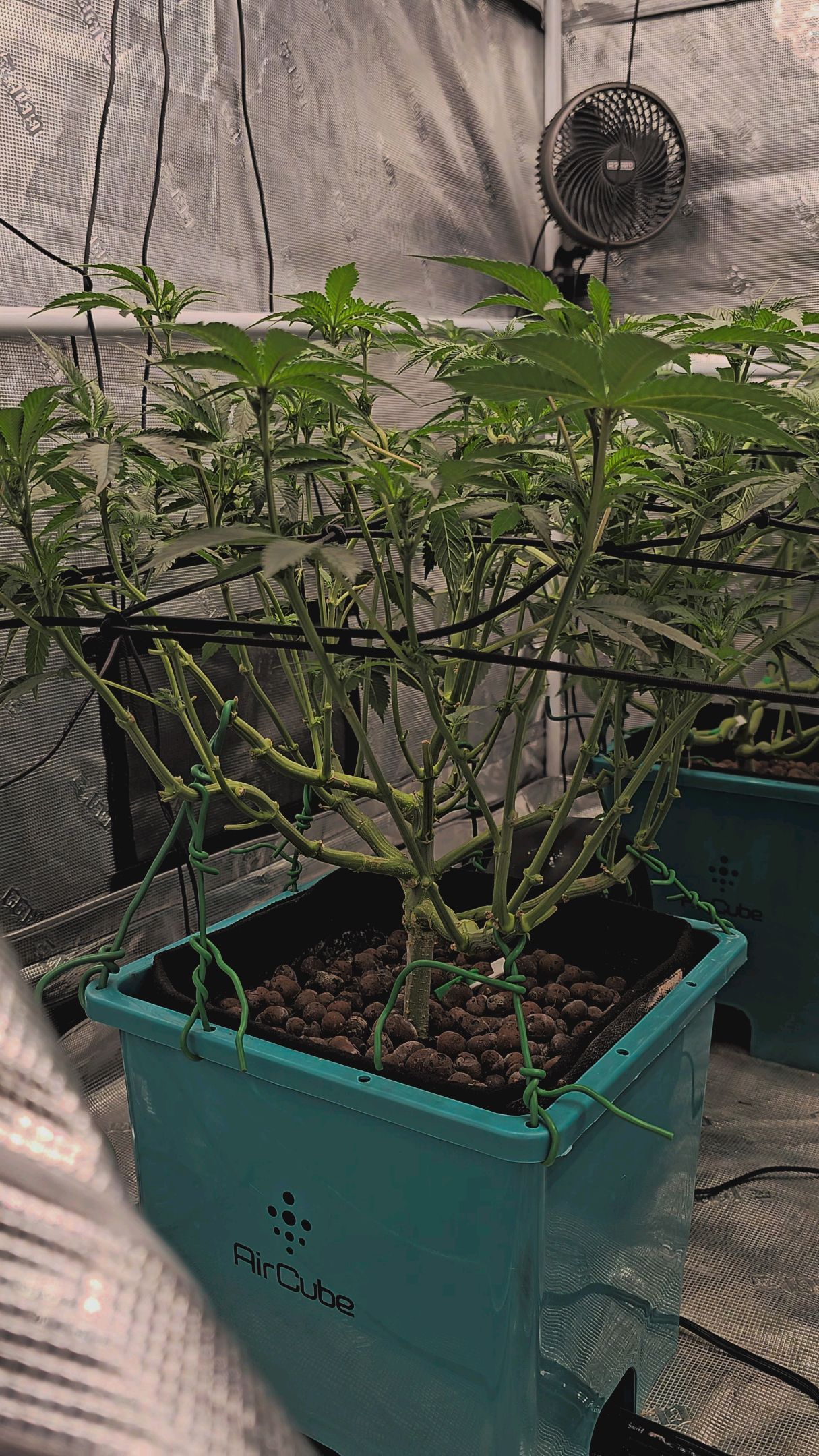 Ricky Bobby #2 (LIT) growlog photo 177