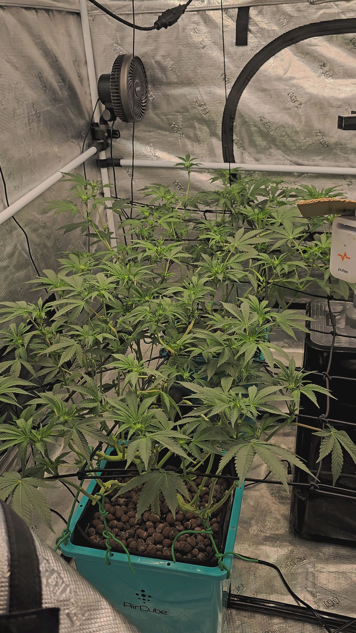 Ricky Bobby #2 (LIT) growlog photo 178