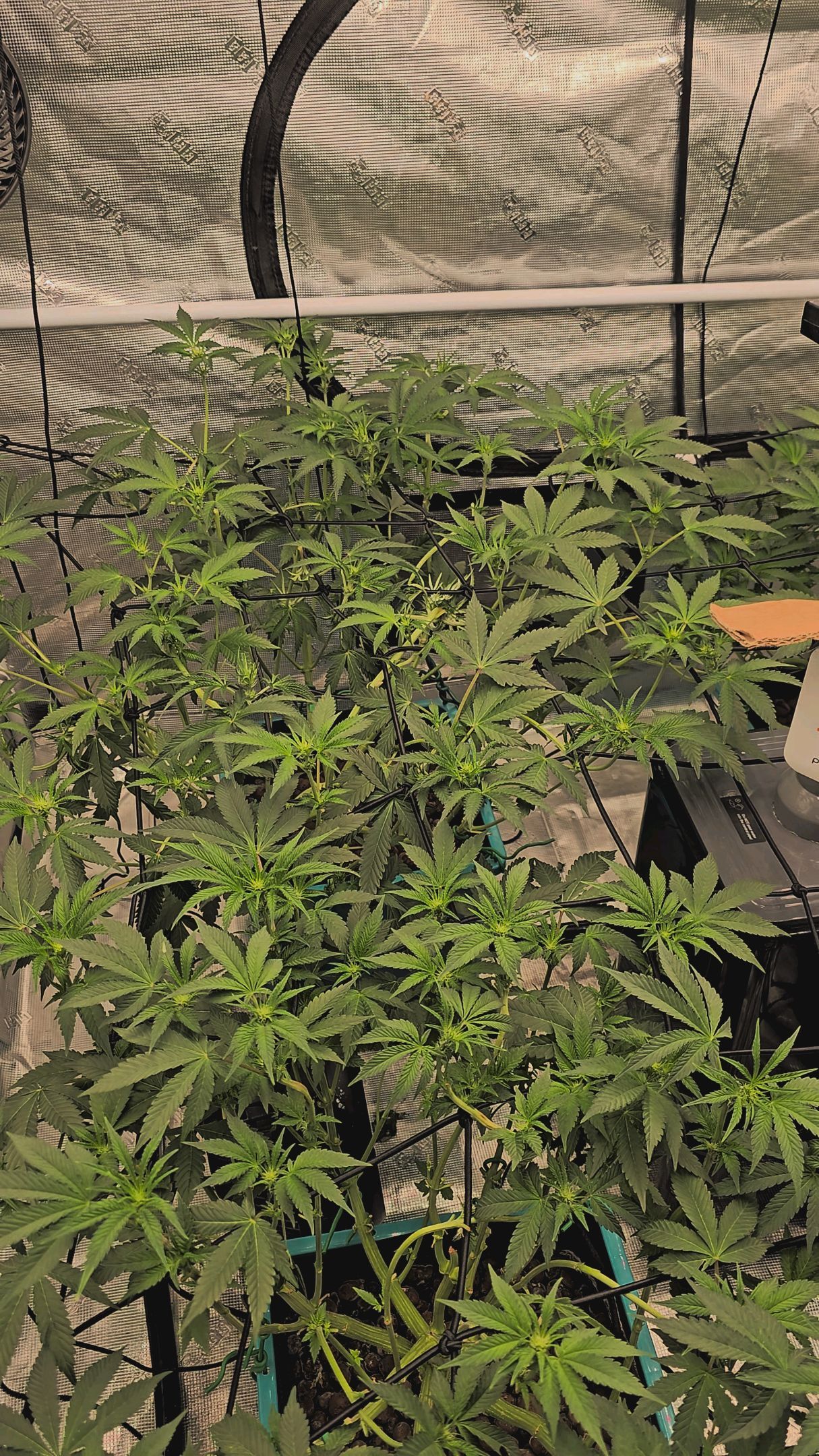 Ricky Bobby #2 (LIT) growlog photo 179