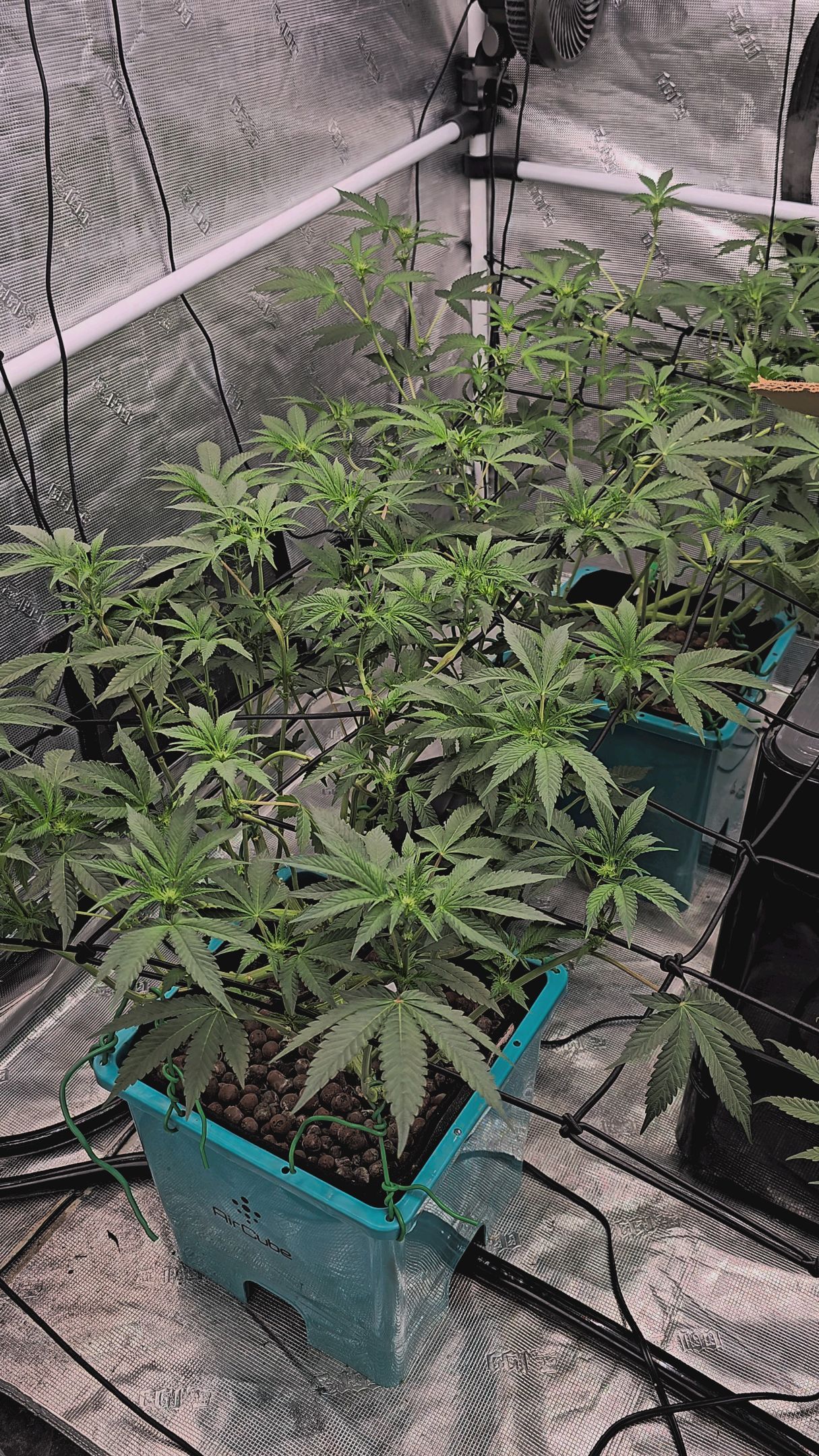 Ricky Bobby #2 (LIT) growlog photo 180