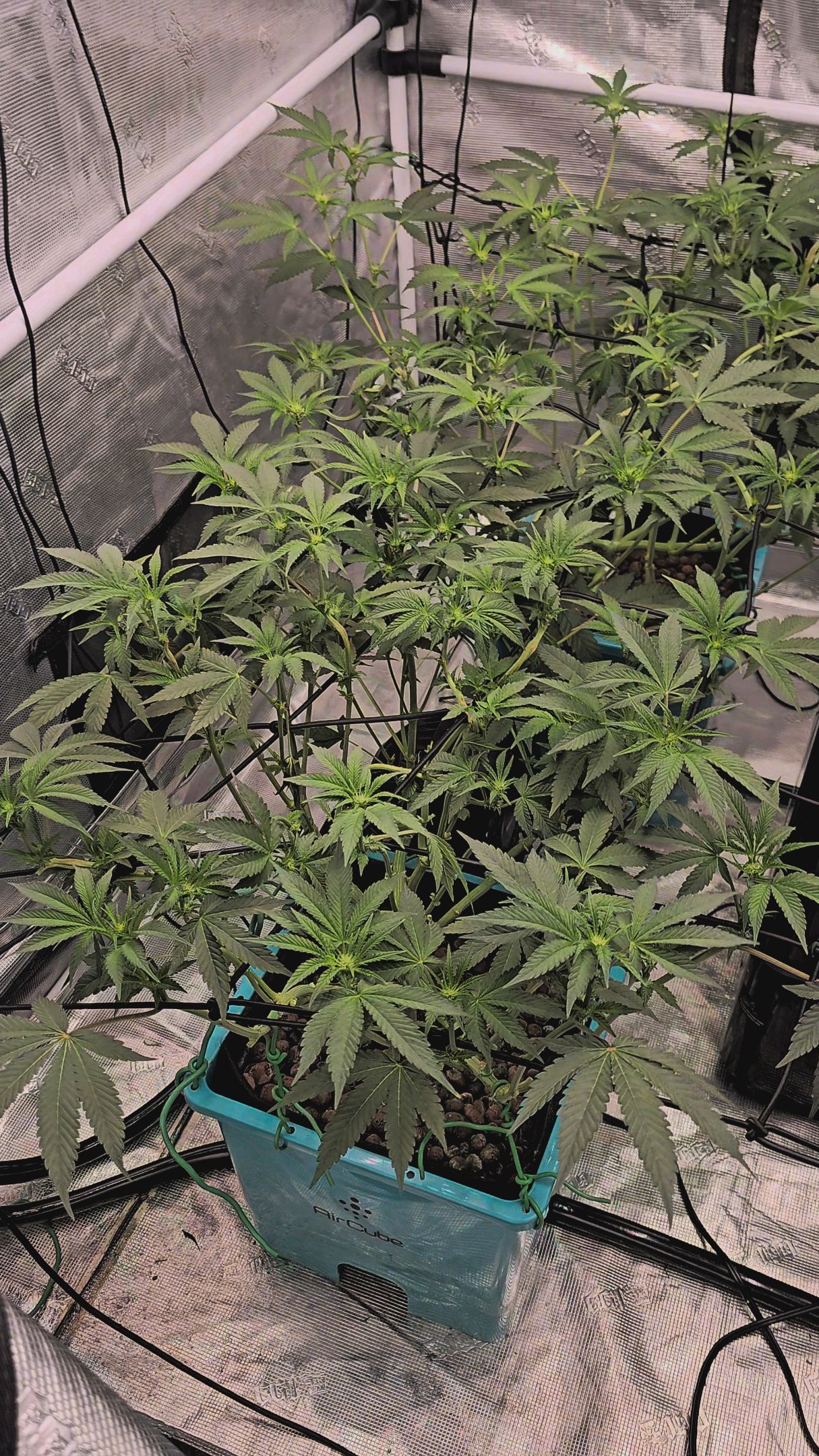 Ricky Bobby #2 (LIT) growlog photo 181