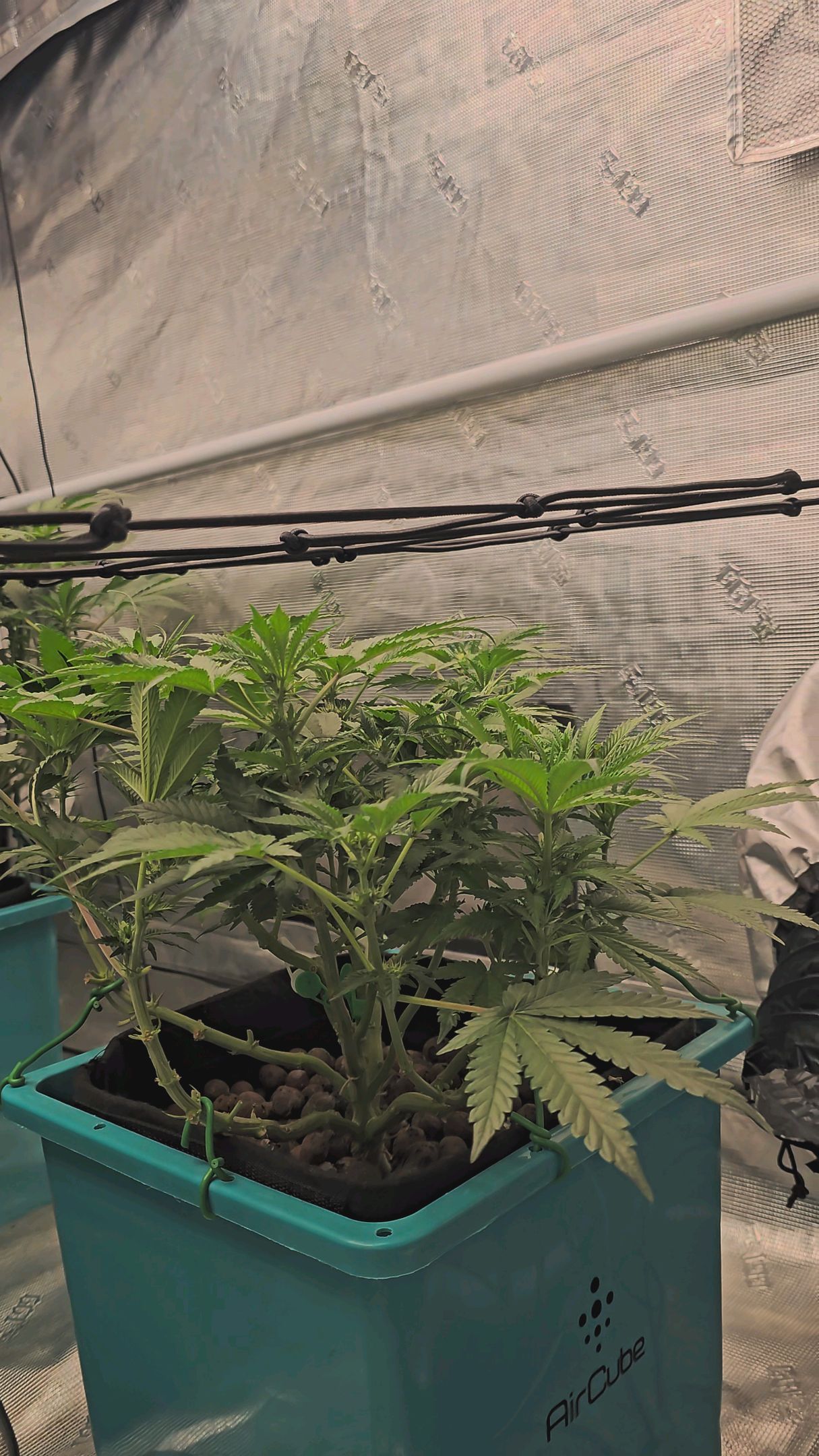 Ricky Bobby #2 (LIT) growlog photo 183