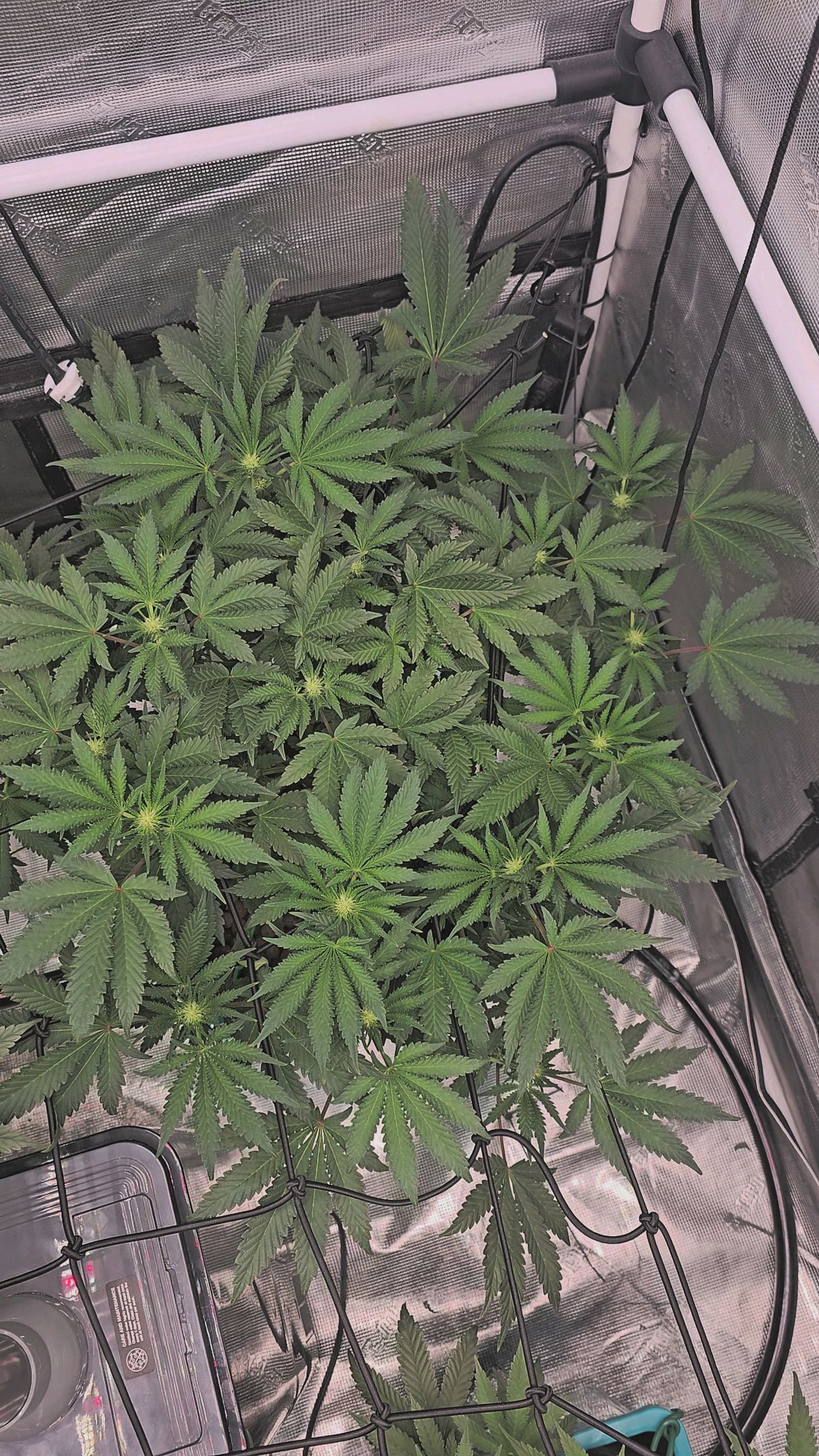 Ricky Bobby #2 (LIT) growlog photo 184