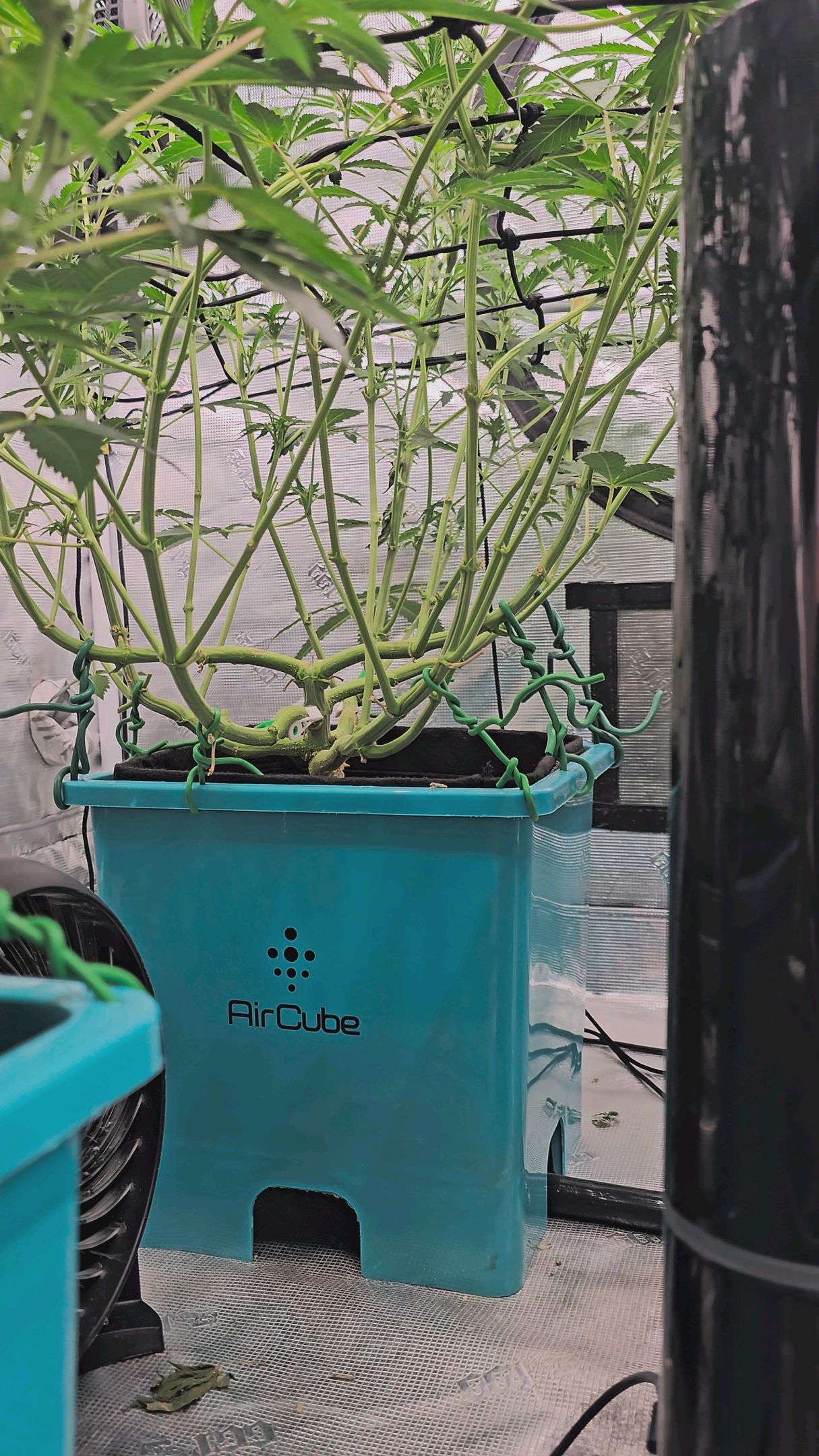 Ricky Bobby #2 (LIT) growlog photo 185