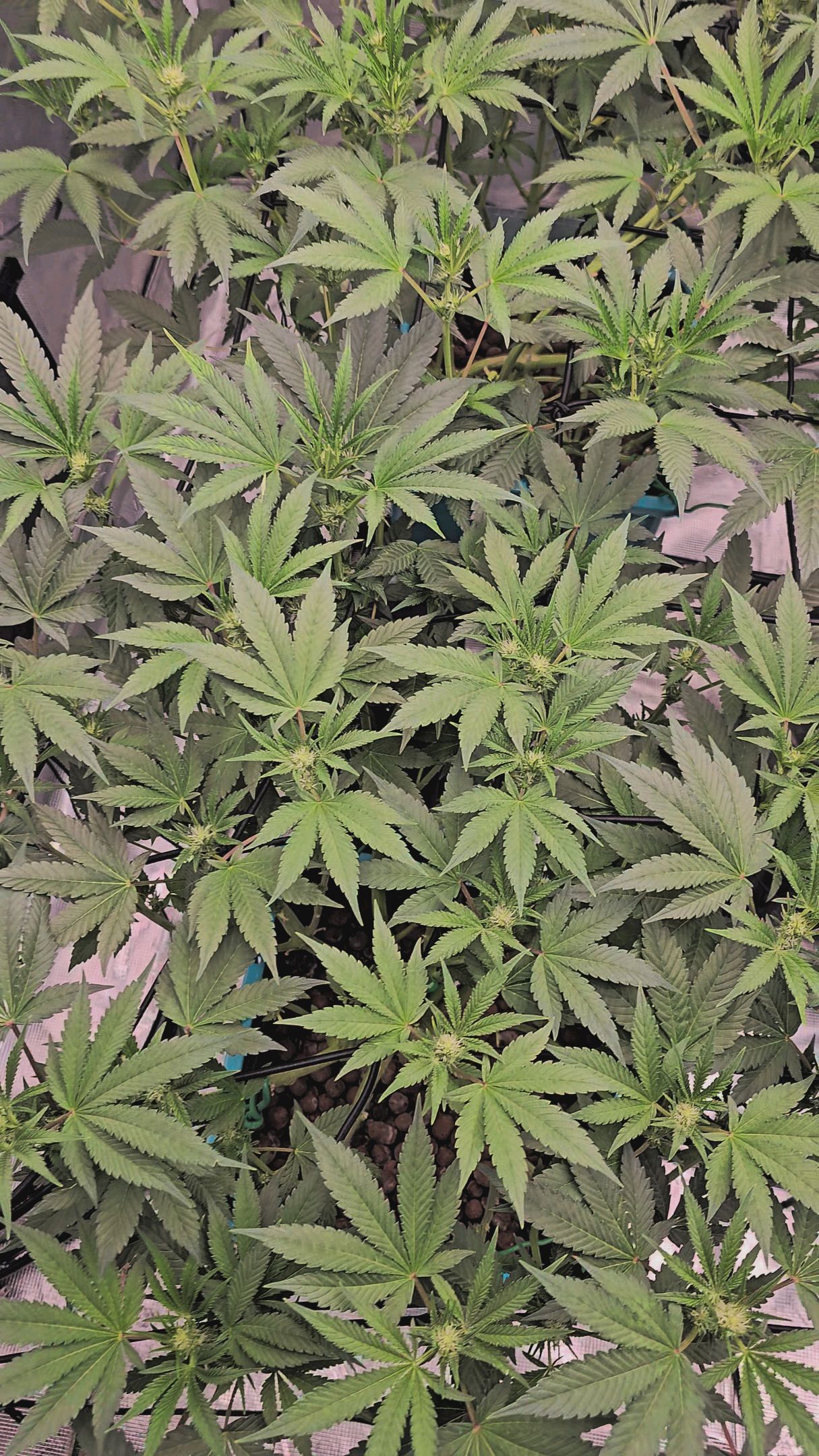 Ricky Bobby #2 (LIT) growlog photo 186