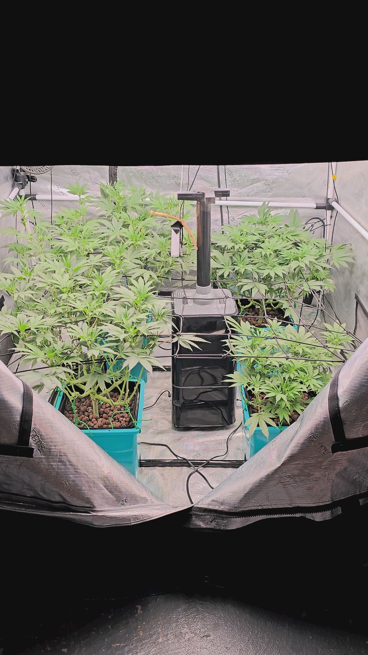 Ricky Bobby #2 (LIT) growlog photo 187