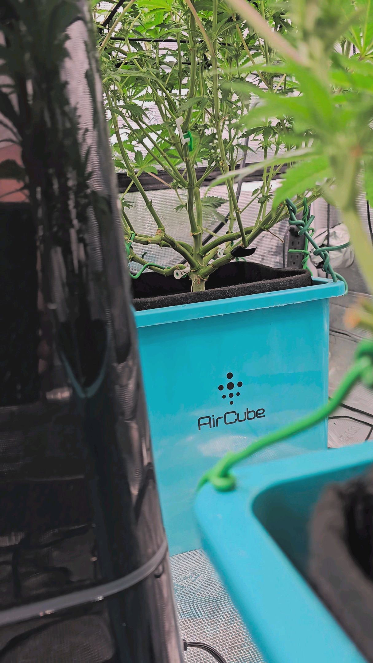 Ricky Bobby #2 (LIT) growlog photo 188