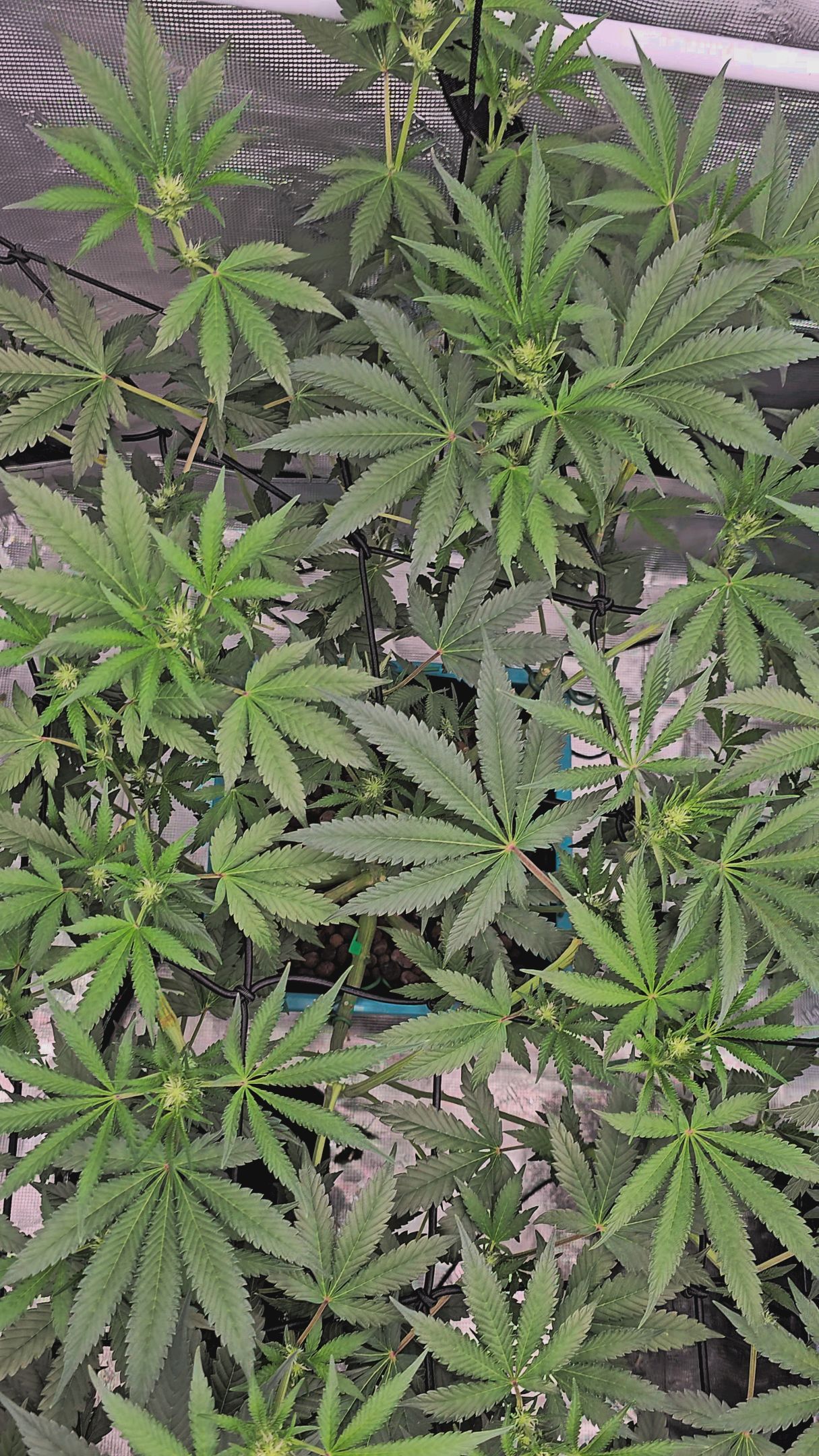 Ricky Bobby #2 (LIT) growlog photo 189