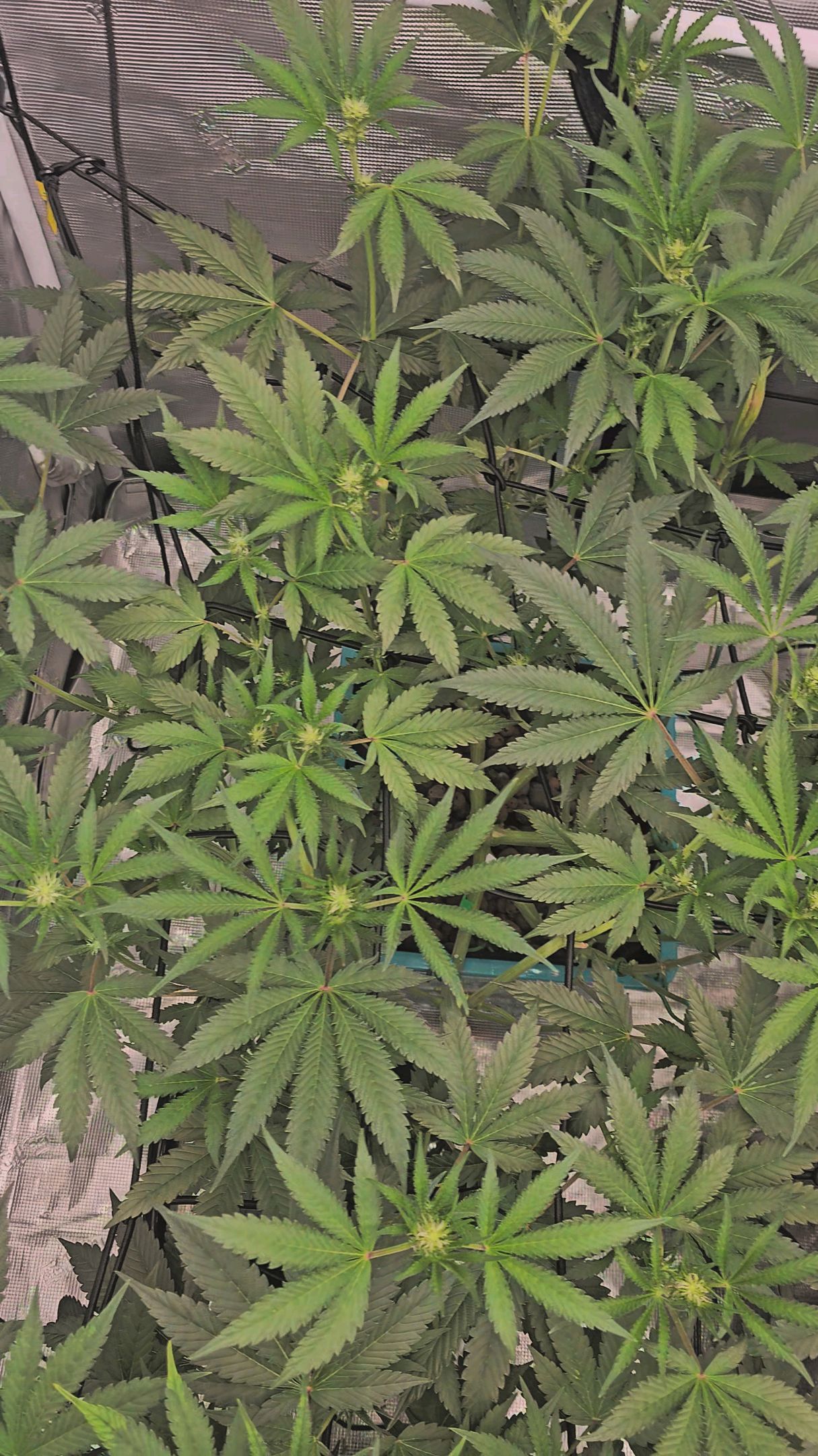 Ricky Bobby #2 (LIT) growlog photo 190