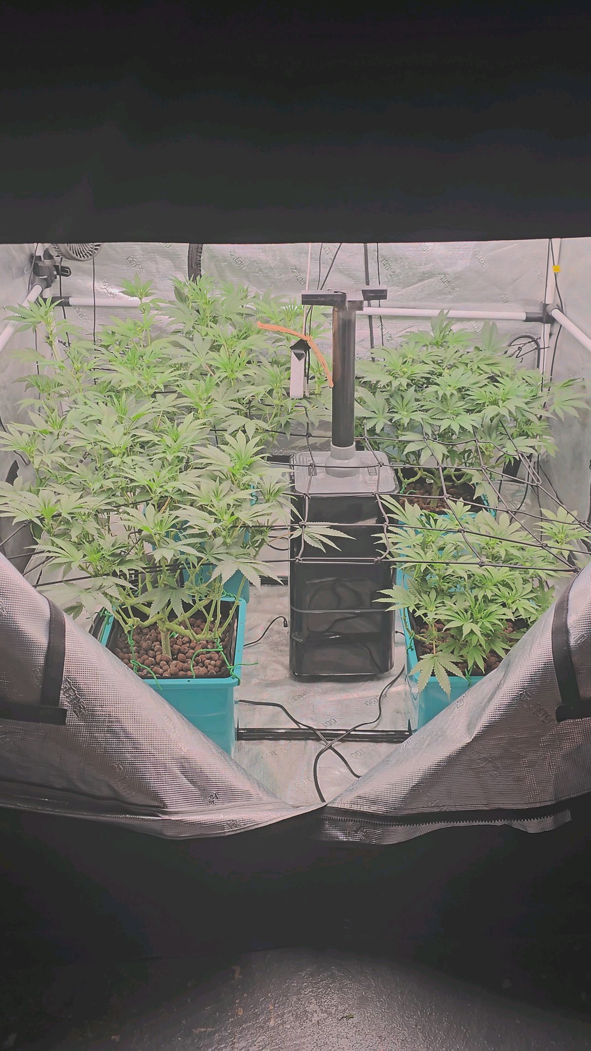 Ricky Bobby #2 (LIT) growlog photo 191