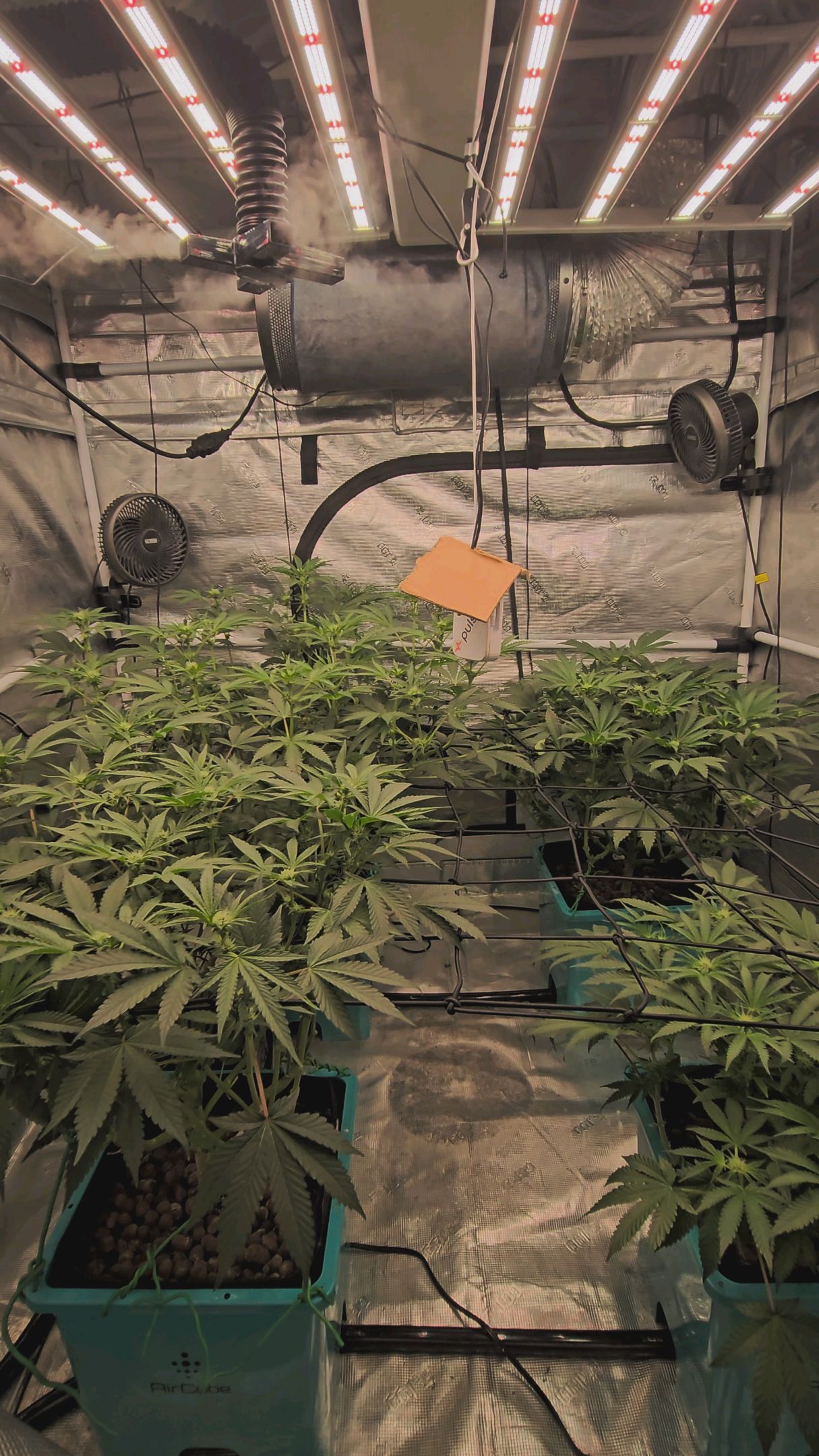Ricky Bobby #2 (LIT) growlog photo 192