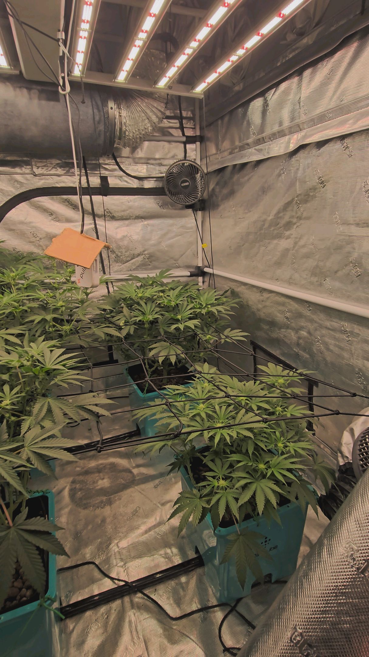 Ricky Bobby #2 (LIT) growlog photo 193