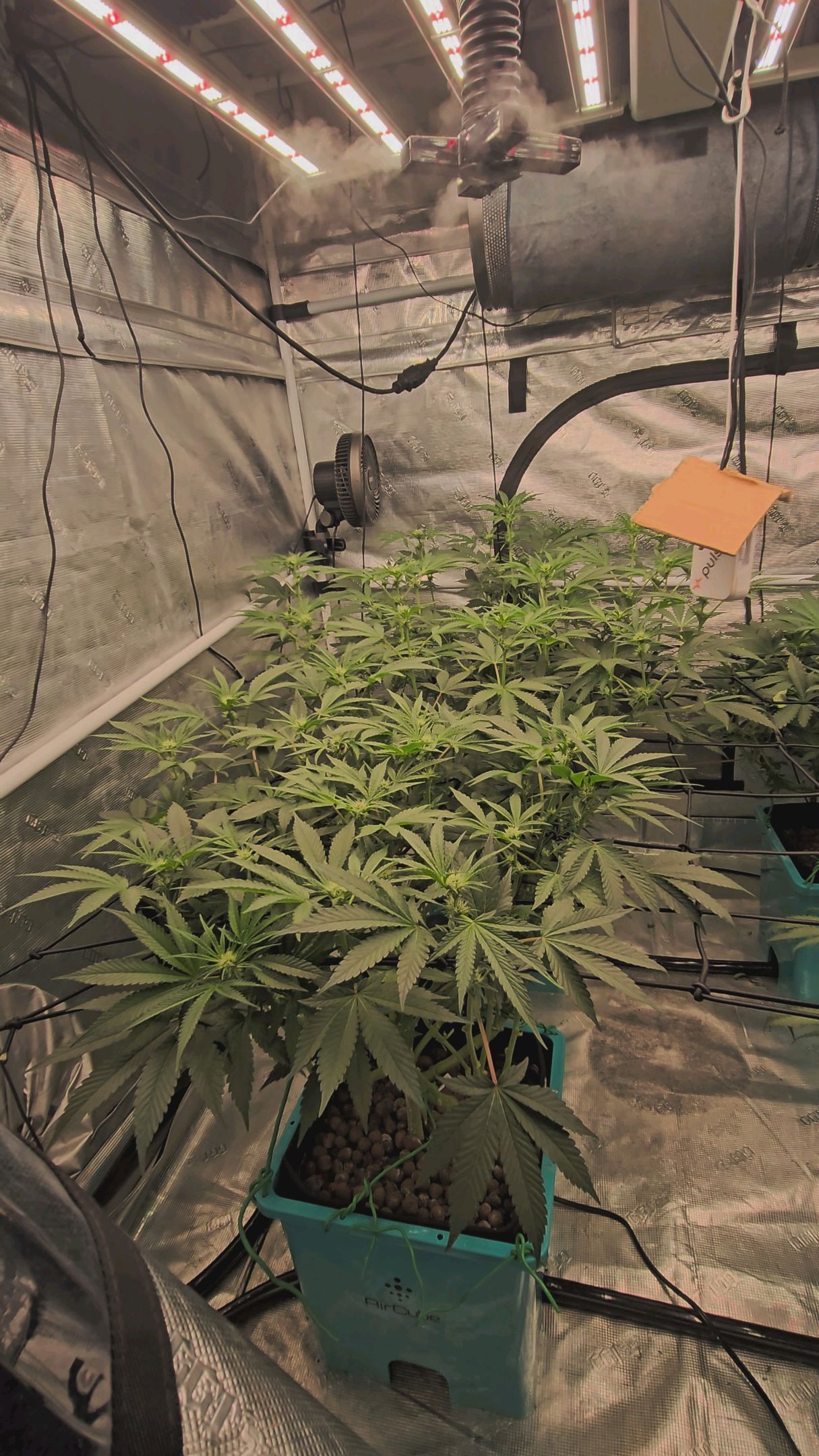 Ricky Bobby #2 (LIT) growlog photo 194