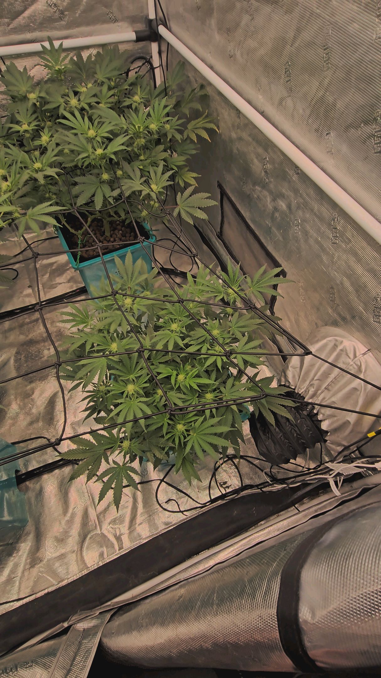 Ricky Bobby #2 (LIT) growlog photo 196