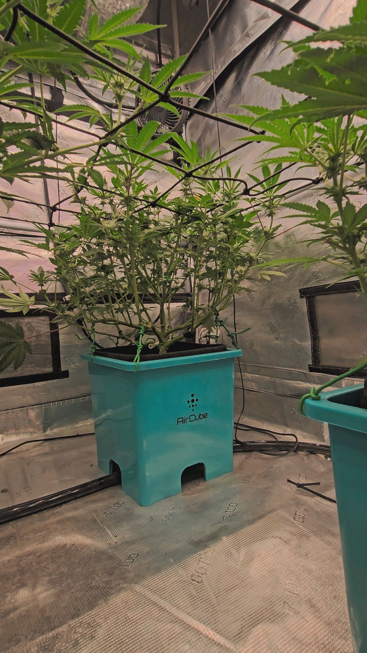 Ricky Bobby #2 (LIT) growlog photo 197