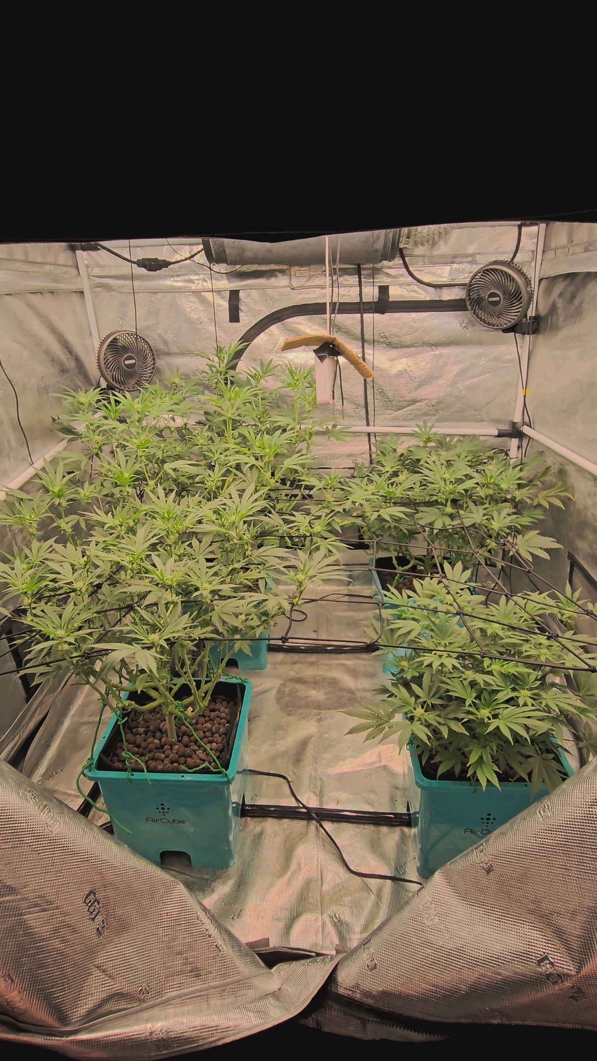 Ricky Bobby #2 (LIT) growlog photo 198
