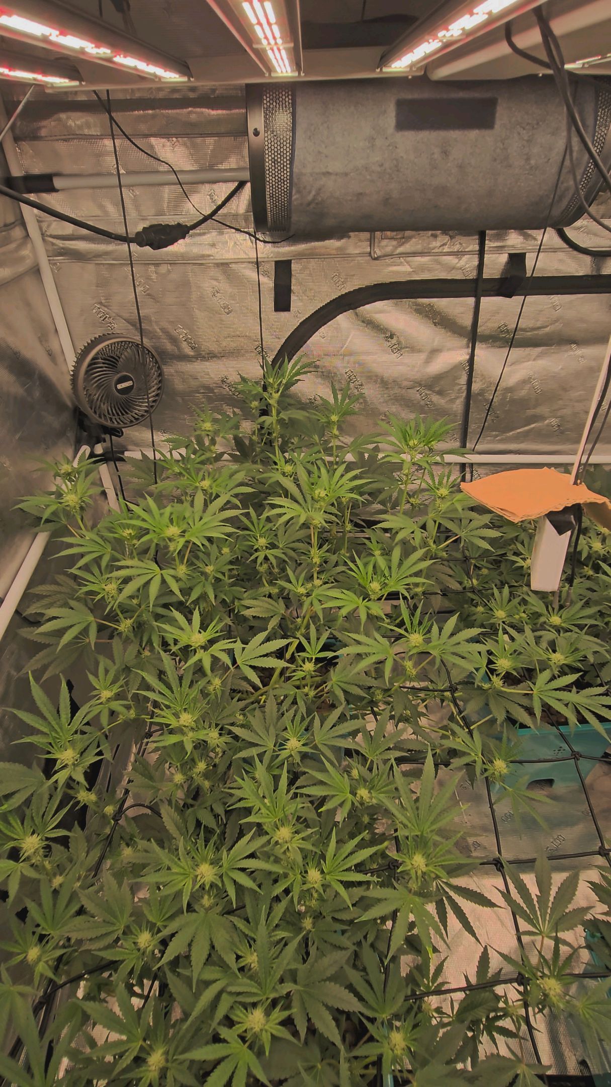 Ricky Bobby #2 (LIT) growlog photo 200