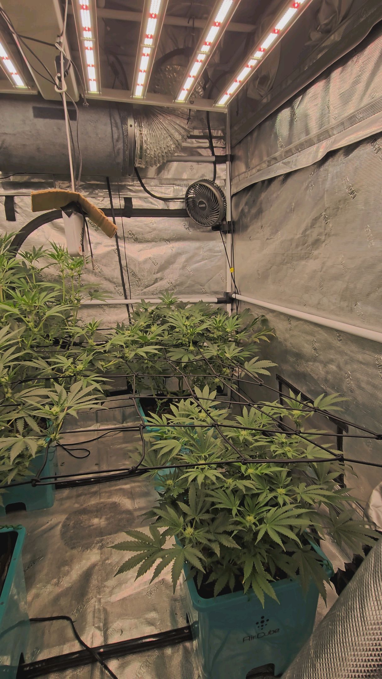 Ricky Bobby #2 (LIT) growlog photo 201