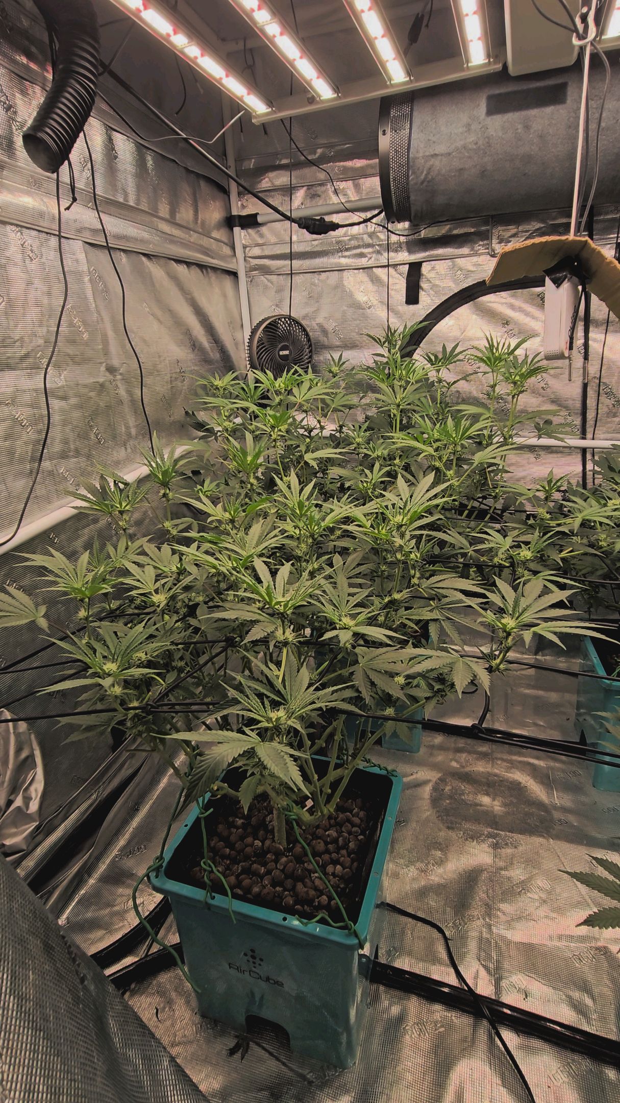 Ricky Bobby #2 (LIT) growlog photo 202