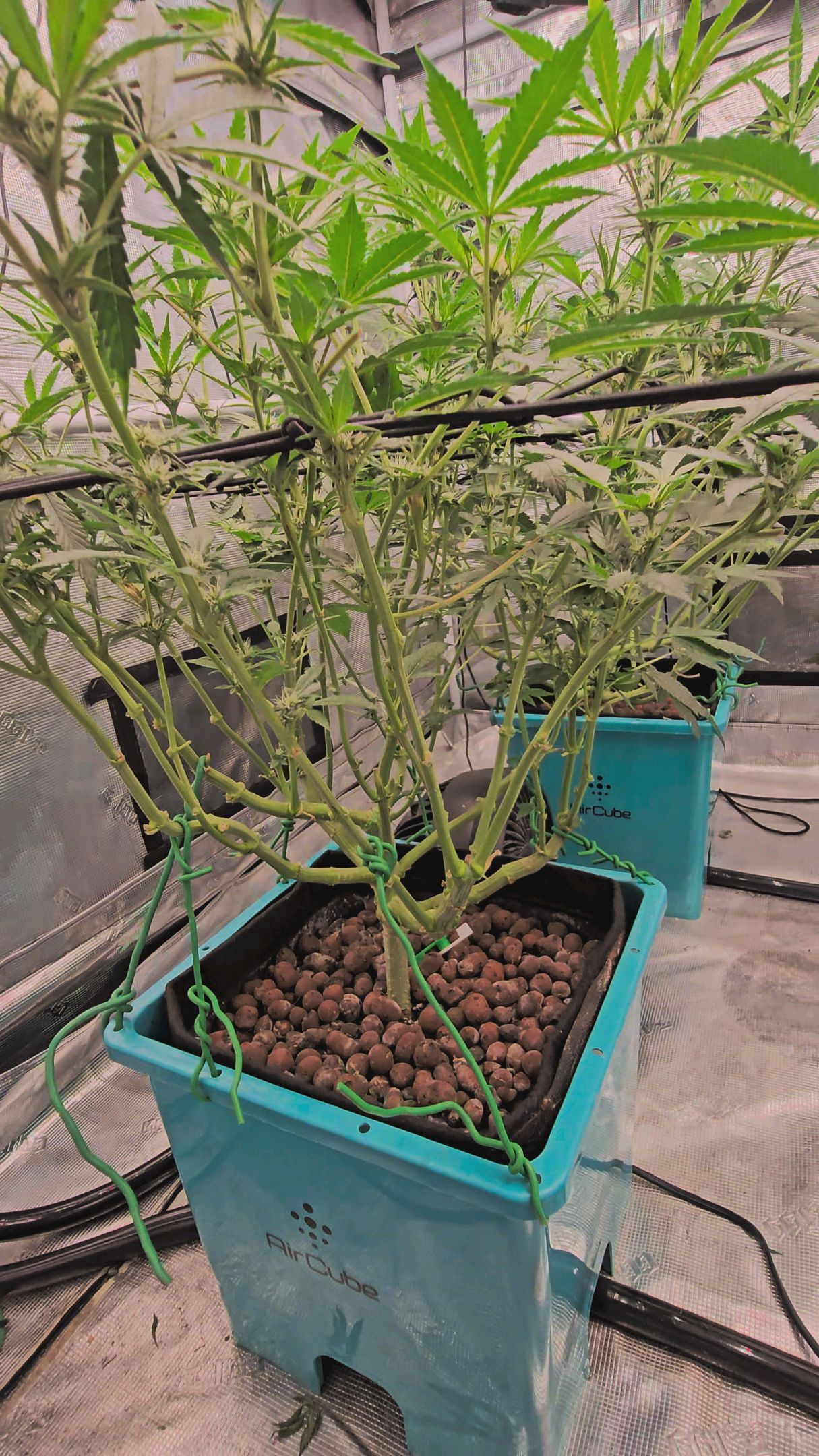 Ricky Bobby #2 (LIT) growlog photo 203