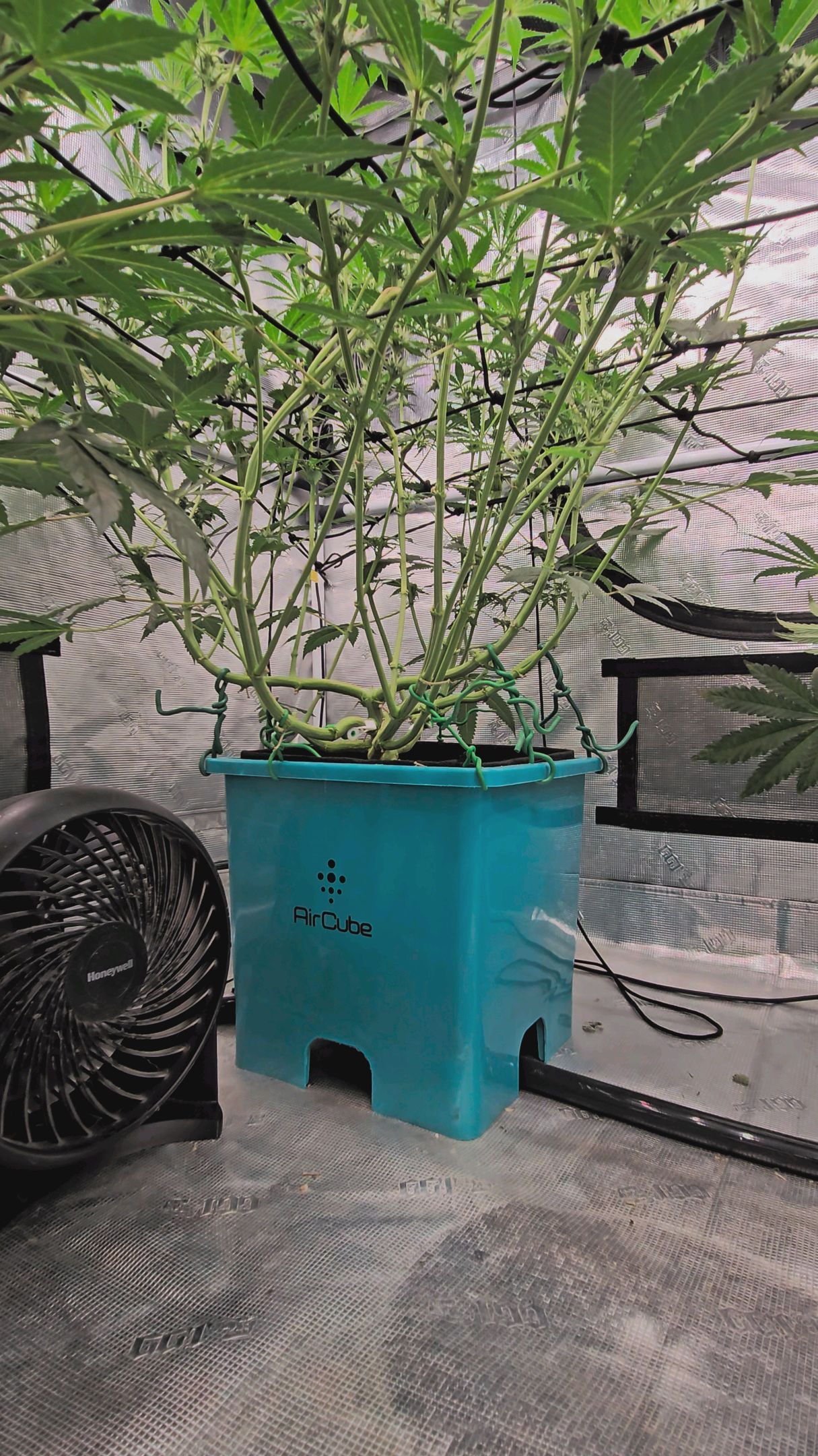 Ricky Bobby #2 (LIT) growlog photo 204