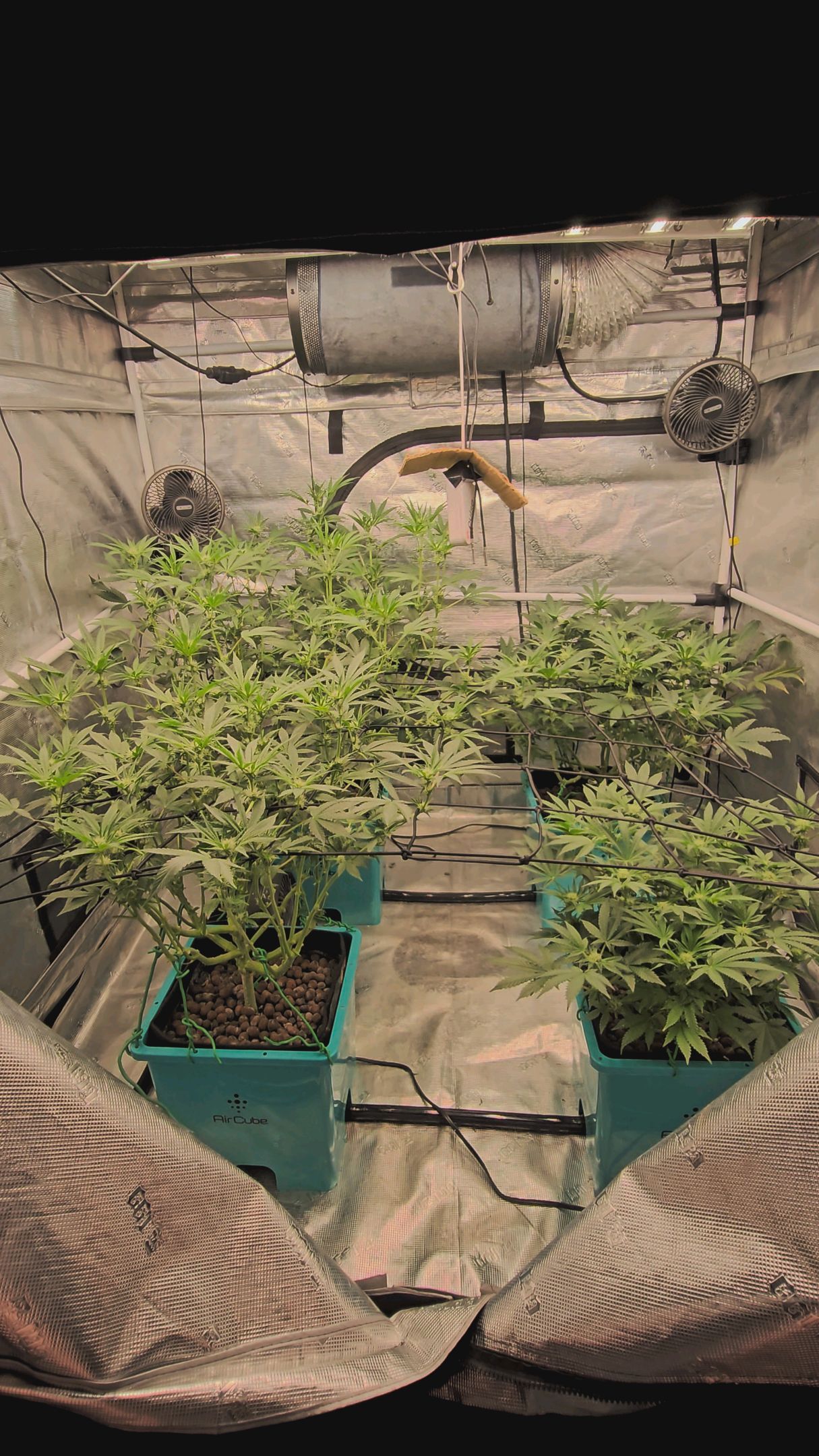 Ricky Bobby #2 (LIT) growlog photo 205