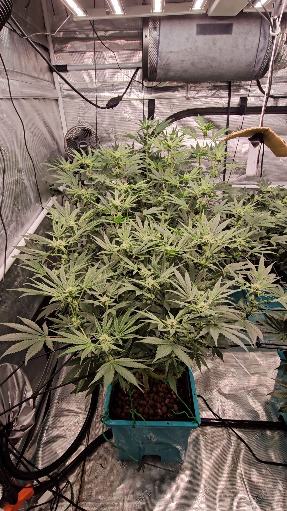 Ricky Bobby #2 (LIT) growlog photo 206