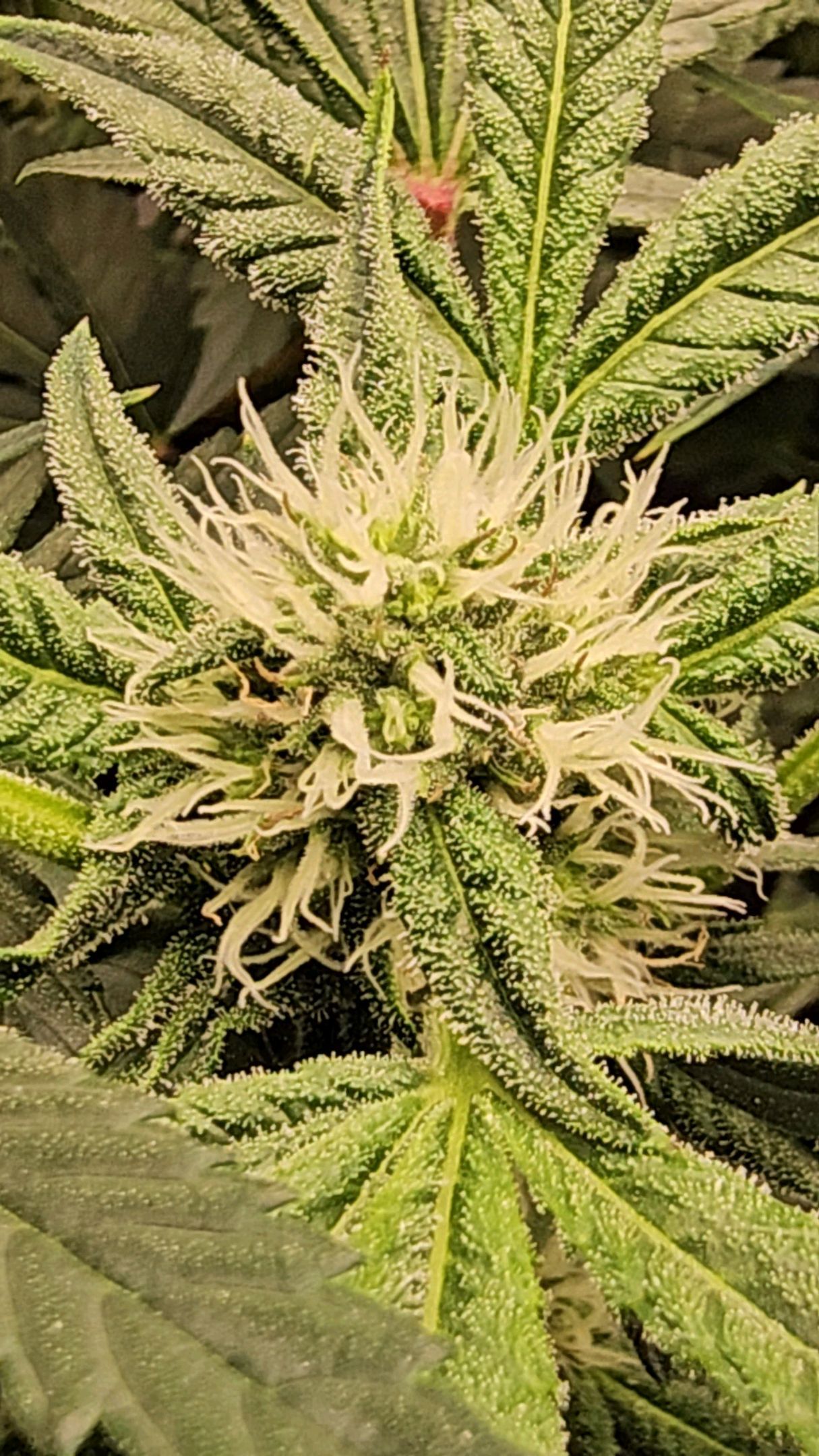 Ricky Bobby #2 (LIT) growlog photo 207