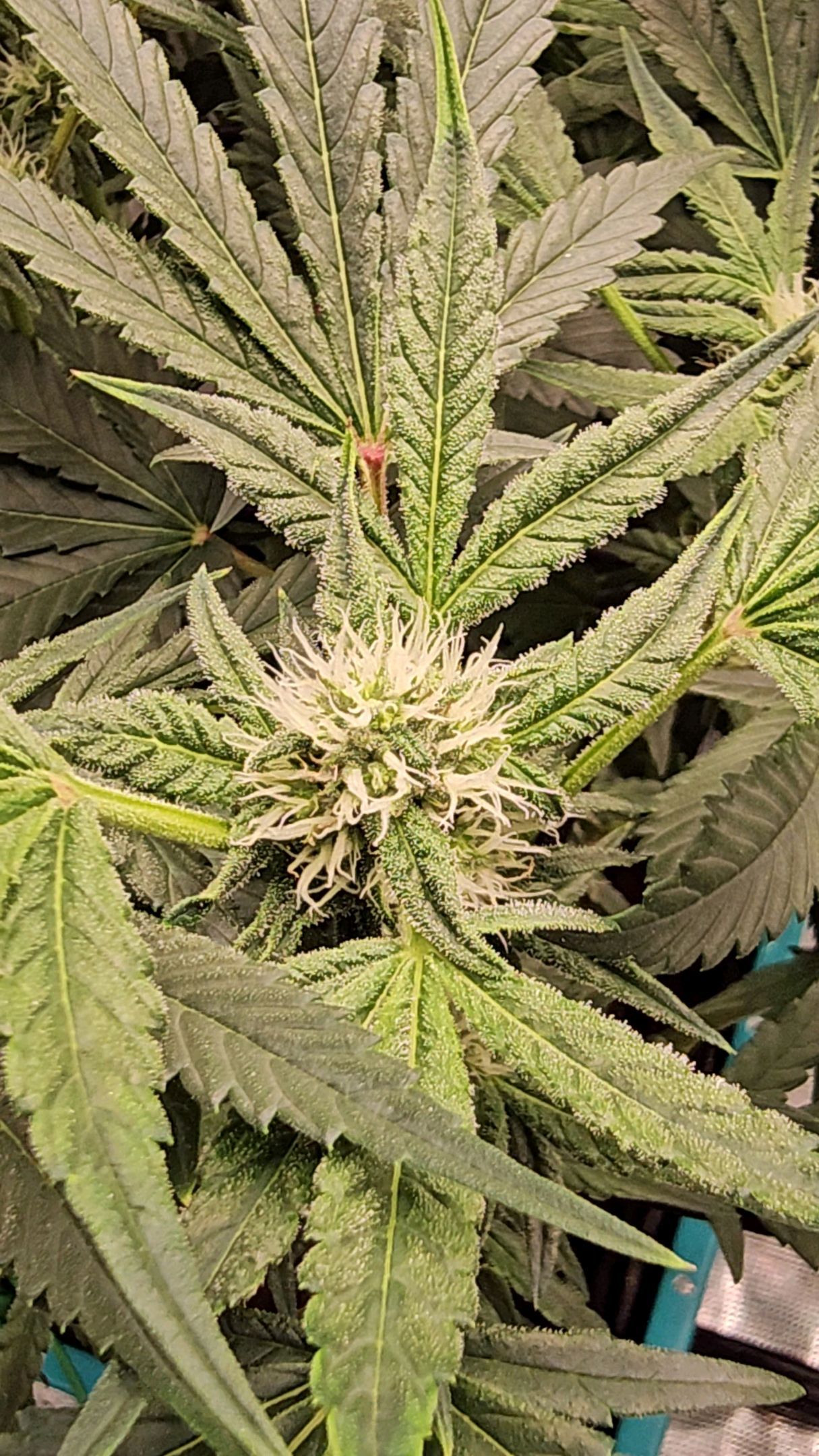 Ricky Bobby #2 (LIT) growlog photo 208