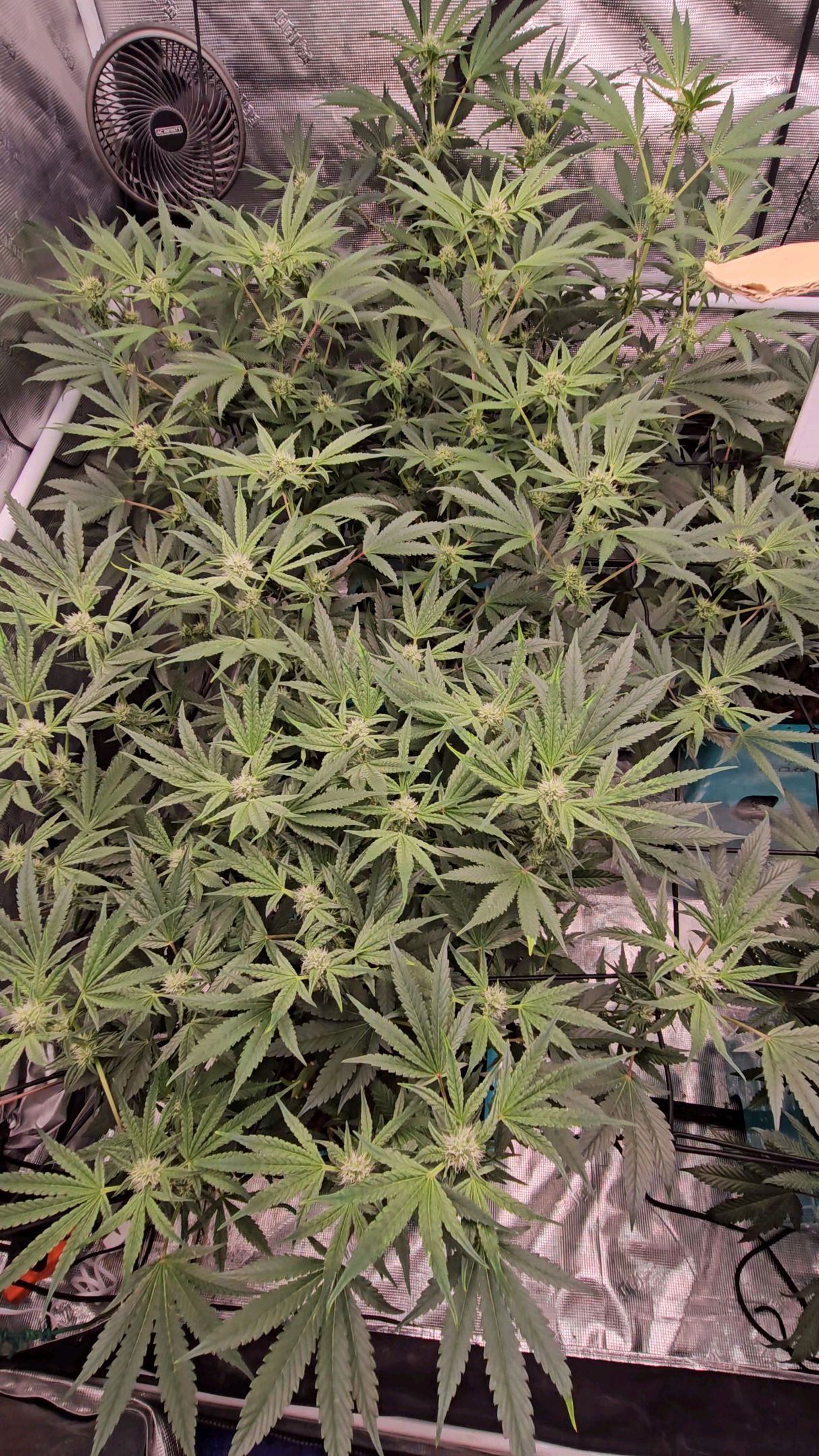 Ricky Bobby #2 (LIT) growlog photo 209