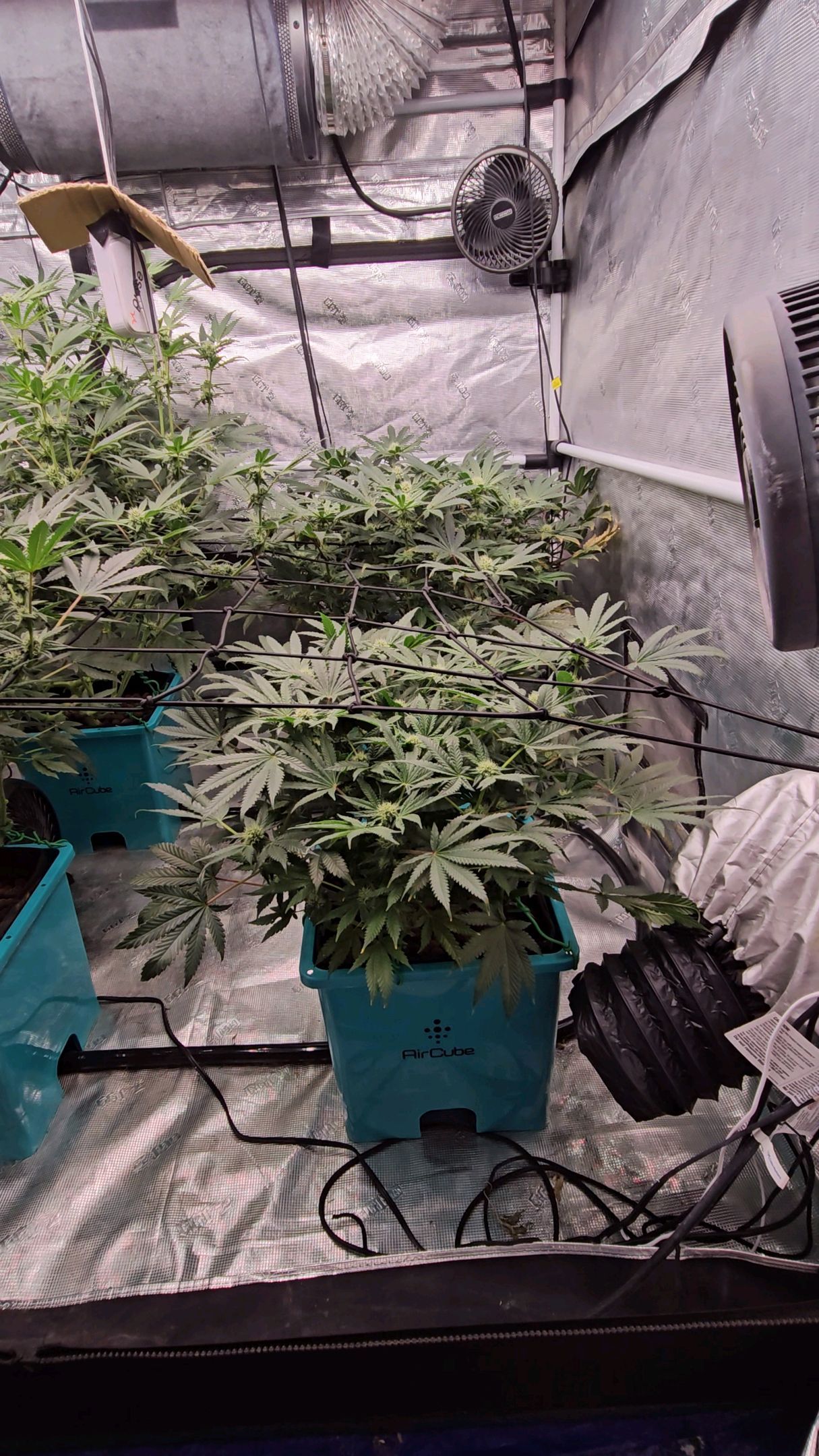 Ricky Bobby #2 (LIT) growlog photo 210