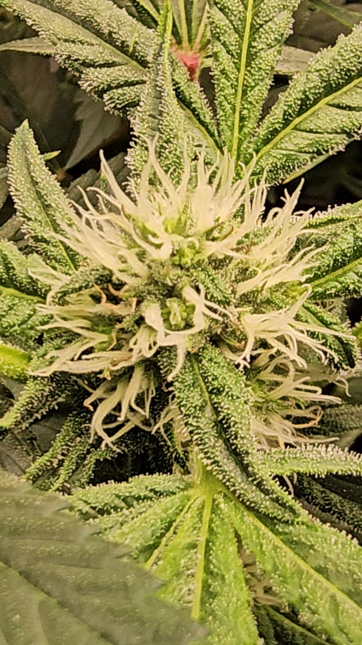 Ricky Bobby #2 (LIT) growlog photo 211
