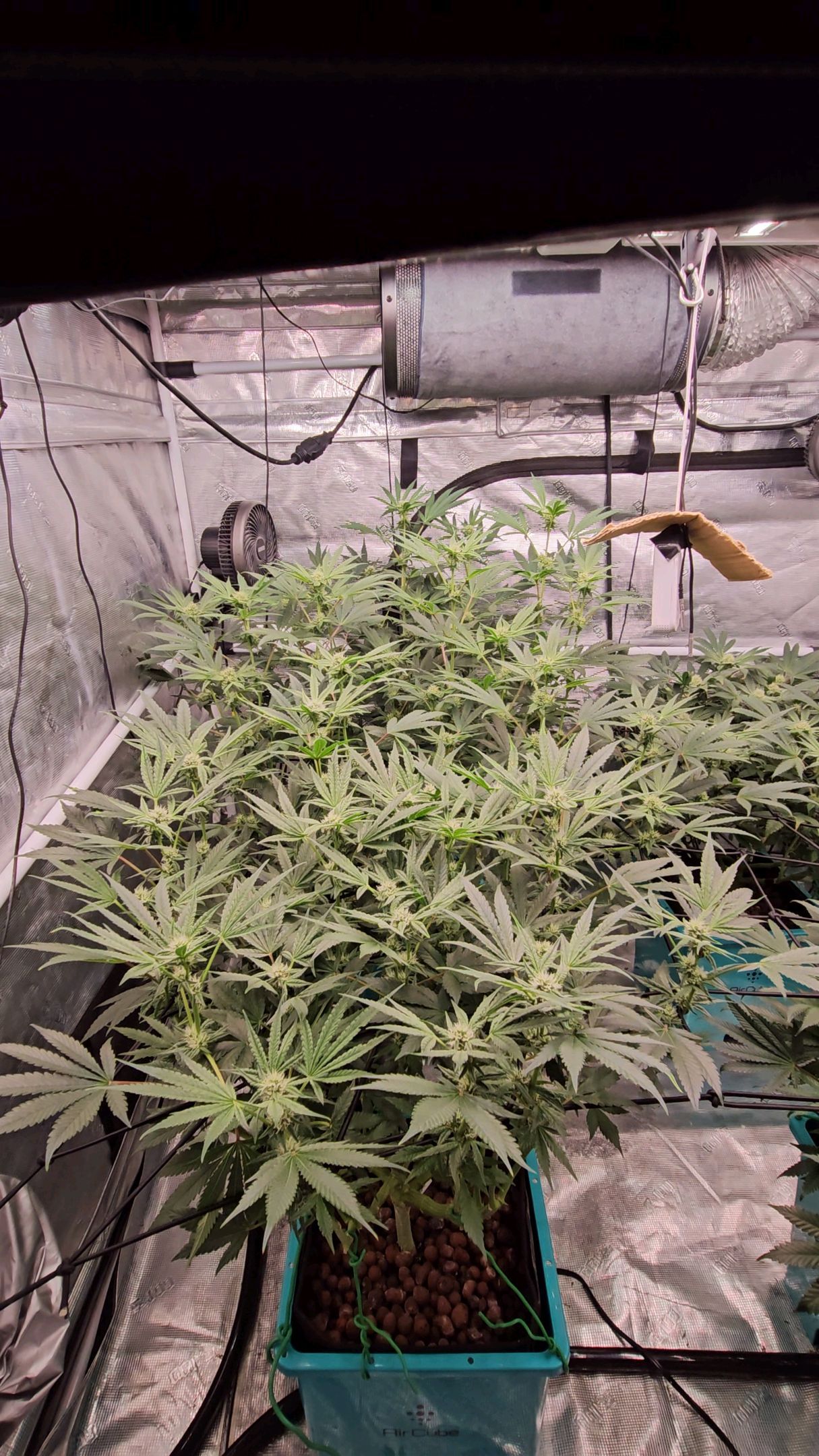 Ricky Bobby #2 (LIT) growlog photo 212