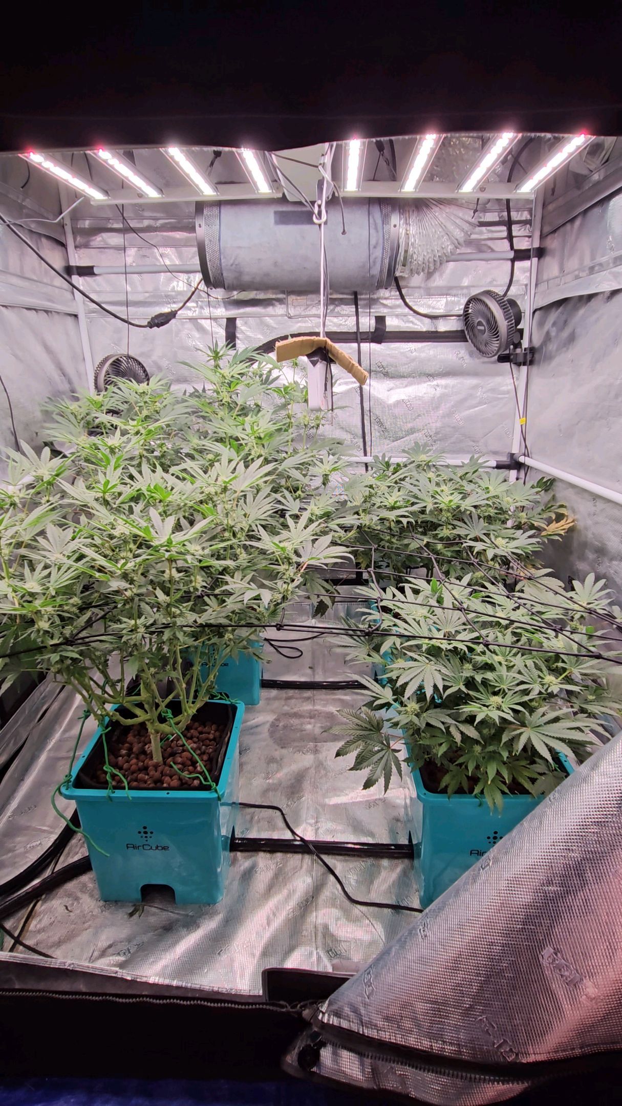 Ricky Bobby #2 (LIT) growlog photo 214