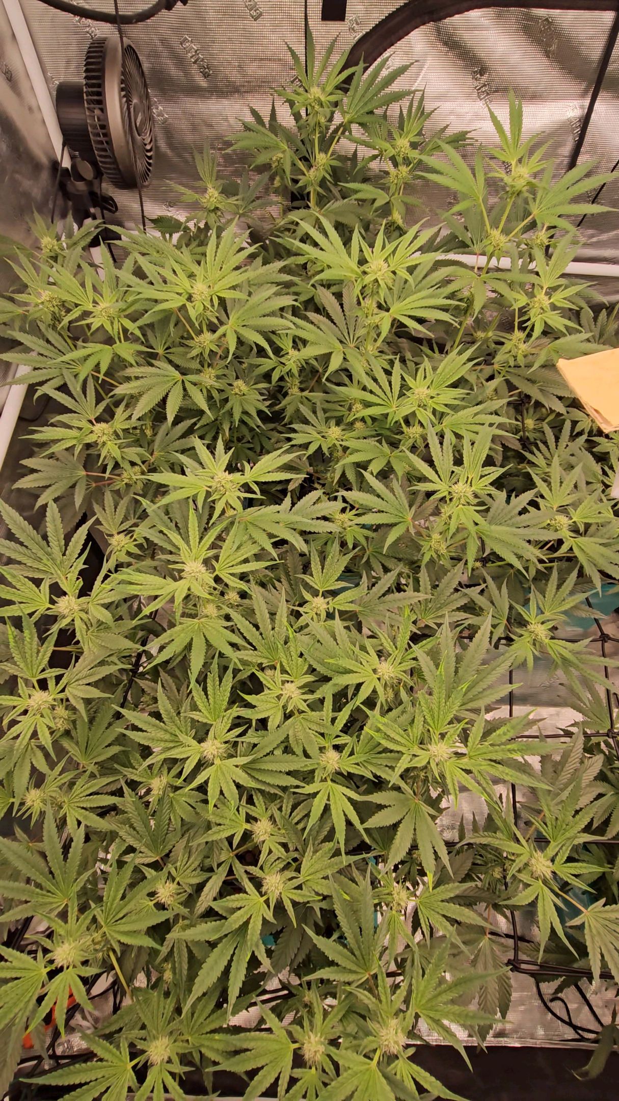 Ricky Bobby #2 (LIT) growlog photo 215