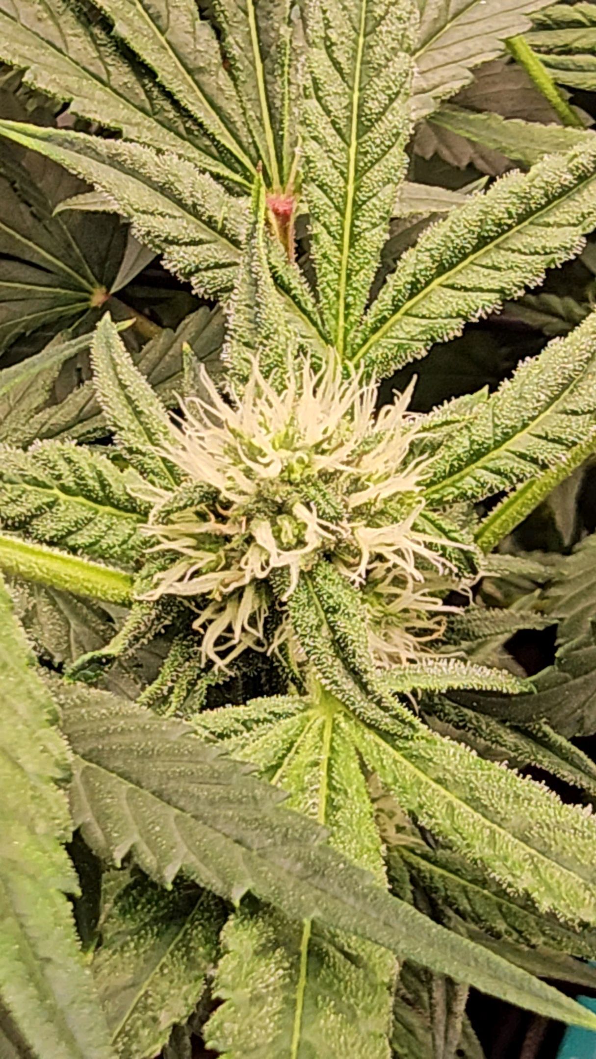 Ricky Bobby #2 (LIT) growlog photo 216