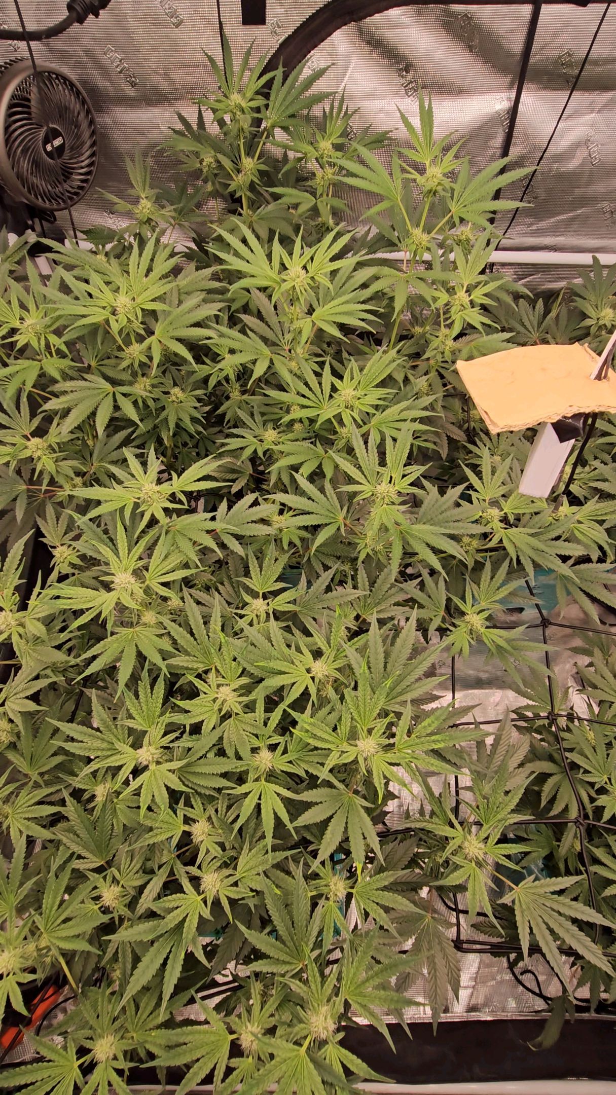 Ricky Bobby #2 (LIT) growlog photo 217