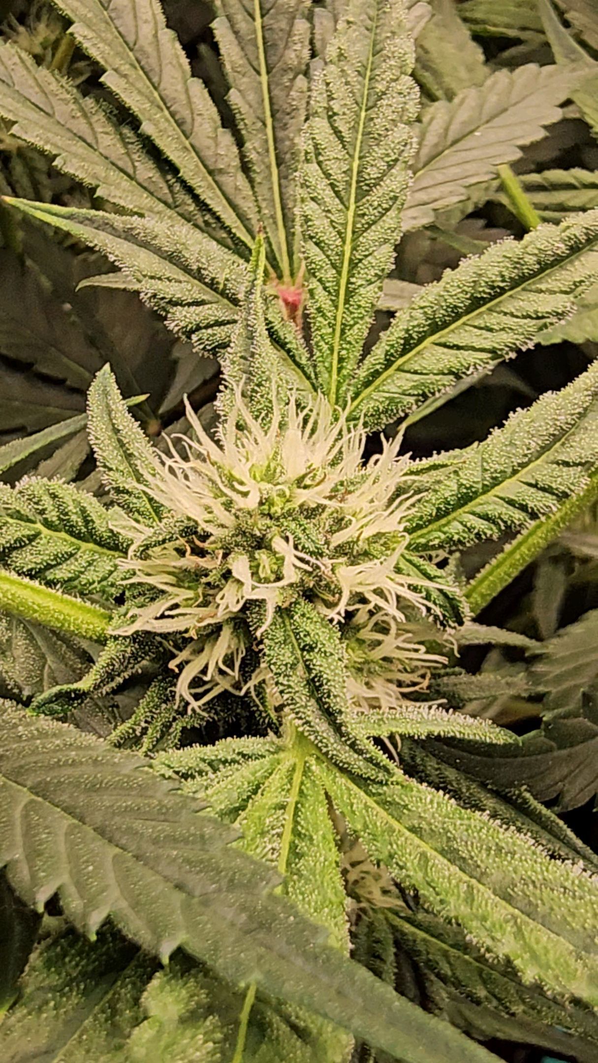 Ricky Bobby #2 (LIT) growlog photo 218