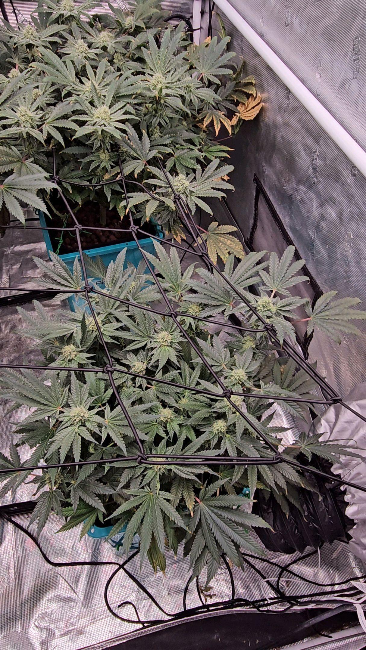 Ricky Bobby #2 (LIT) growlog photo 222