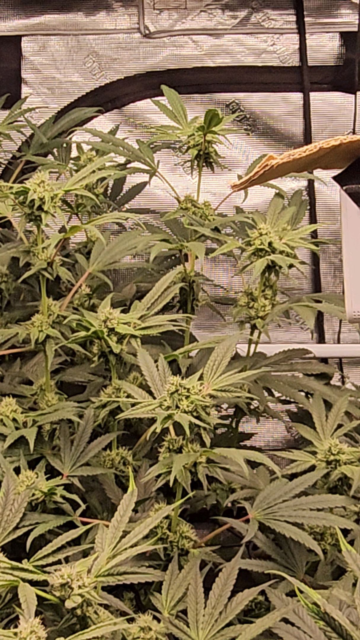 Ricky Bobby #2 (LIT) growlog photo 229