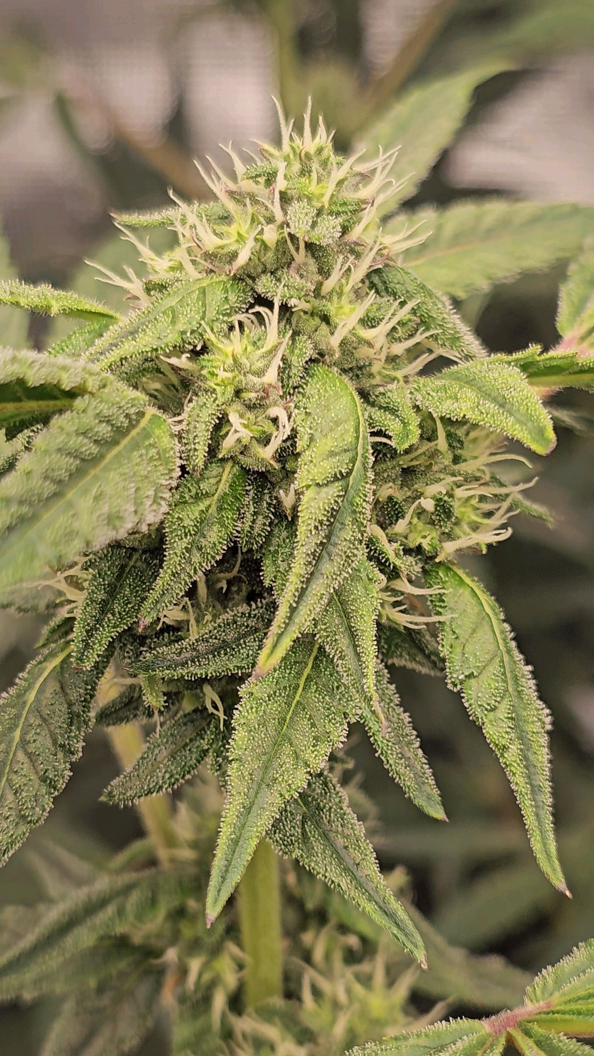 Ricky Bobby #2 (LIT) growlog photo 239