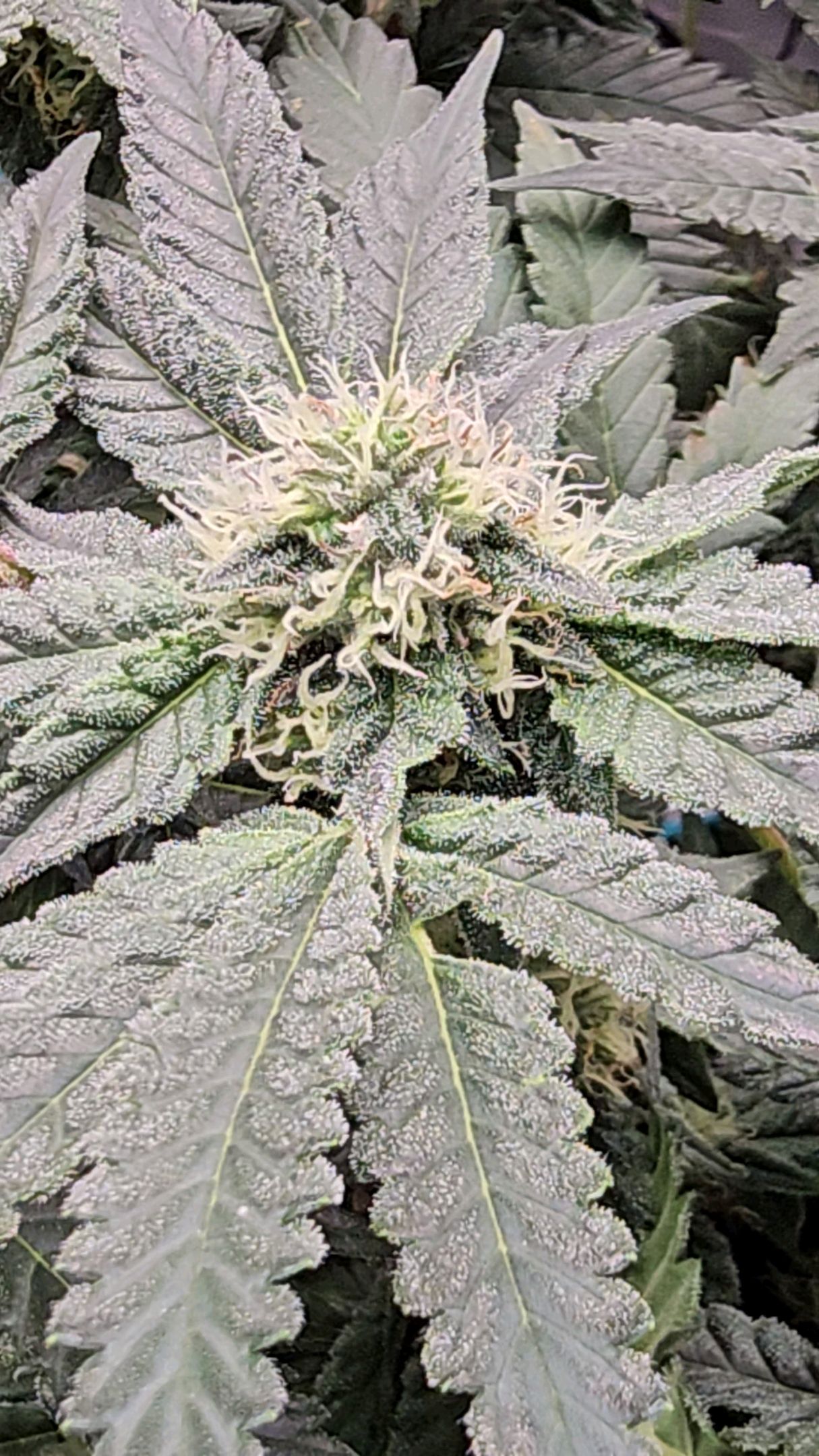 Ricky Bobby #2 (LIT) growlog photo 240