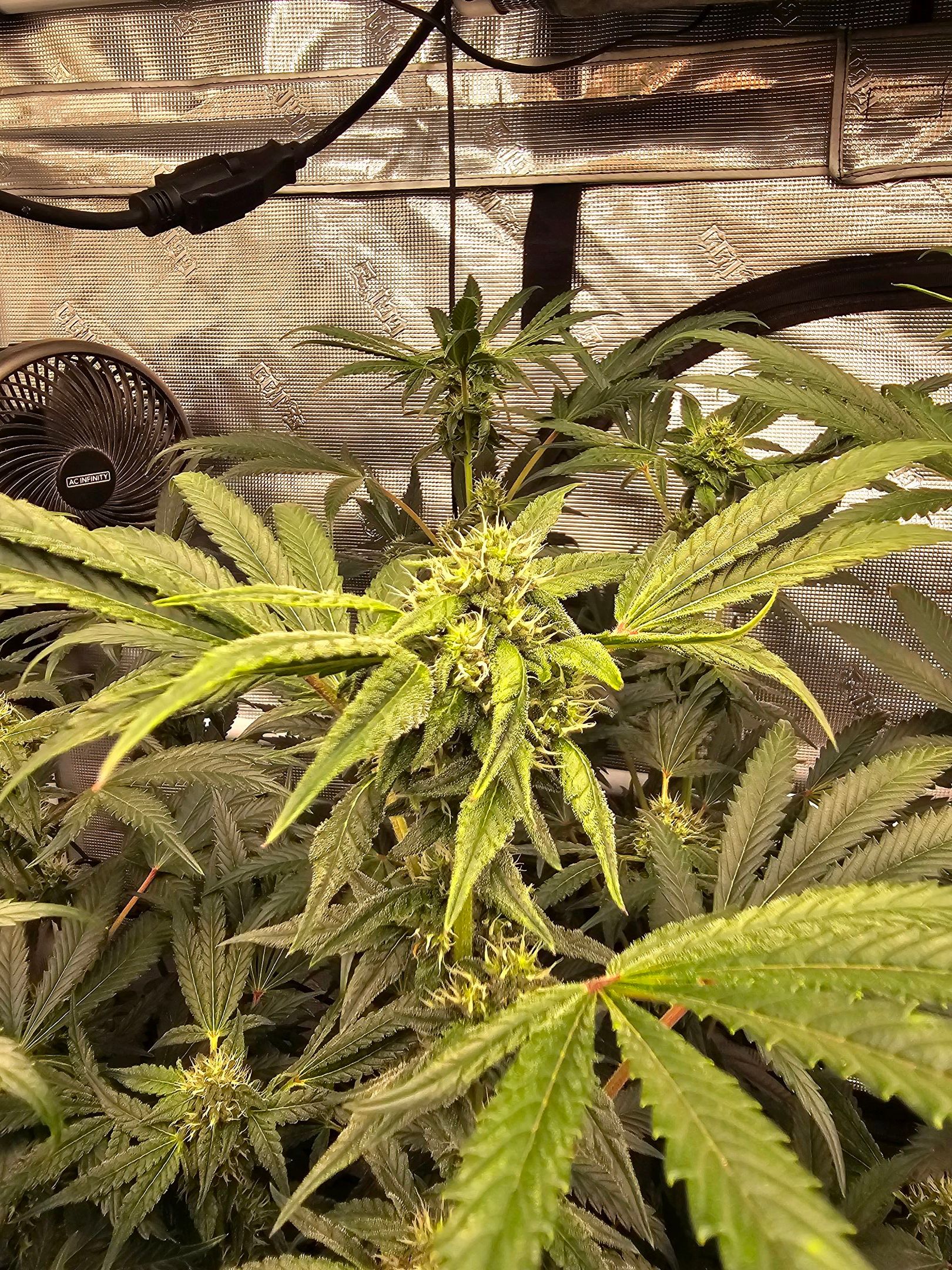 Ricky Bobby #2 (LIT) growlog photo 241