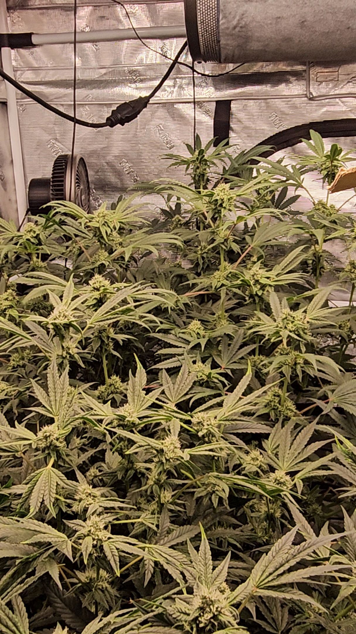 Ricky Bobby #2 (LIT) growlog photo 242
