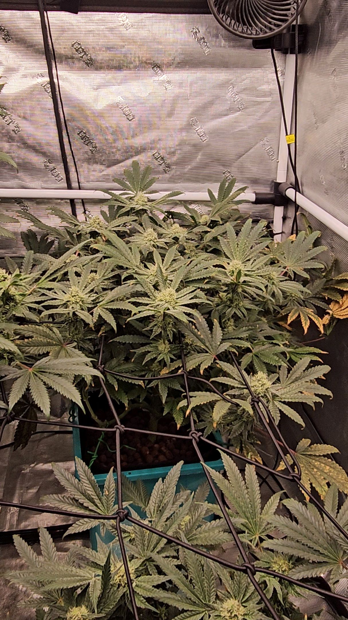 Ricky Bobby #2 (LIT) growlog photo 244